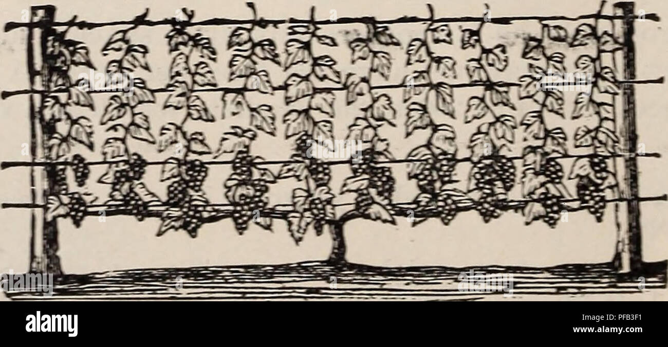 . Descrittivo e catalogo illustrato della frutta e alberi ornamentali arbusti, piante, ecc, ecc, ecc. Vivai (orticoltura) Connecticut Middletown cataloghi; frutto Semi cataloghi; fiori Semi cataloghi. 3" illustrata AXD catalogo descrittivo ^&GT;elegt uva. L'uva è più salutare di tutti i frutti e i più apprezzati per i suoi molteplici usi. Può essere cresciuto da tutti coloro che hanno un giardino e un cortile o un muro. Esso può essere limitato a un picchetto, legato ad un traliccio, addestrato oltre un pergolato o esteso fino a quando esso copre un grande albero o costruendo, e ancora essa cede la sua aggraziata mazzetti, Foto Stock