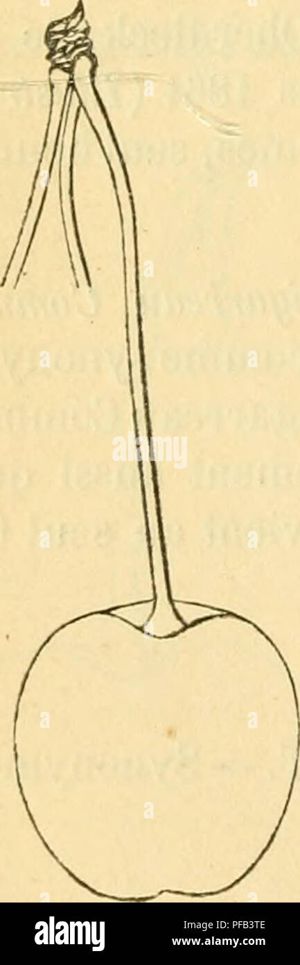 . Dictionnaire de pomologie, contenant l'histoire, la descrizione, la figura di frutti des Anciens et des frutti modernes les plus gÂ©nÂ©ralement connus et cultivÂ©s. Frutti-coltura. 182 grandi [ciliegie duracine bla] Cerisier. 10. Cerise ciliegie duracine BLANC (PETIT-). Synonymes. Â 1. Bigarreautier Blanc hatif un petit frutta (Duhamel, TraitÃ© des arbres fruitiers, 1768, t. I, p. 165). Â 2. Guigne de la PentecÃ"te (leBerriays, TraitÃ© des jardins, 1785, t. I, p. 240). Â 3. Guigne PrÃ©coce {Id. Ibidem). Â 4. Guigne Guindole (Pierre Leroy, d'Angers, catalogo de ses jardins et pí©piniÃ¨res, 1790, p. 28; â et Paul de M Foto Stock