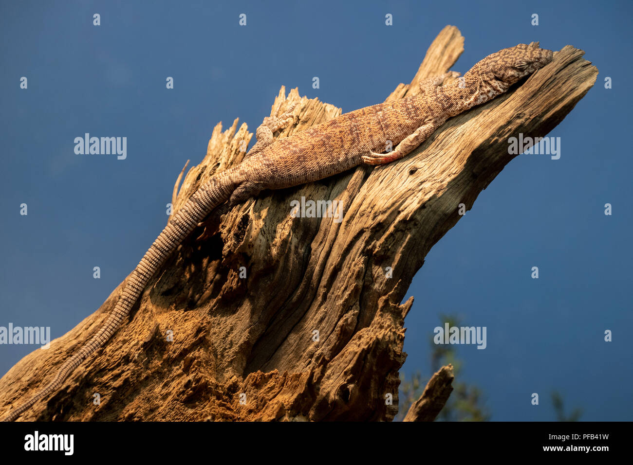 Australia, Territorio del Nord, Alice Springs, mulga pigmeo monitor (Captive: Varanus gilleni) sul ceppo di legno, un tipo di goanna. Foto Stock