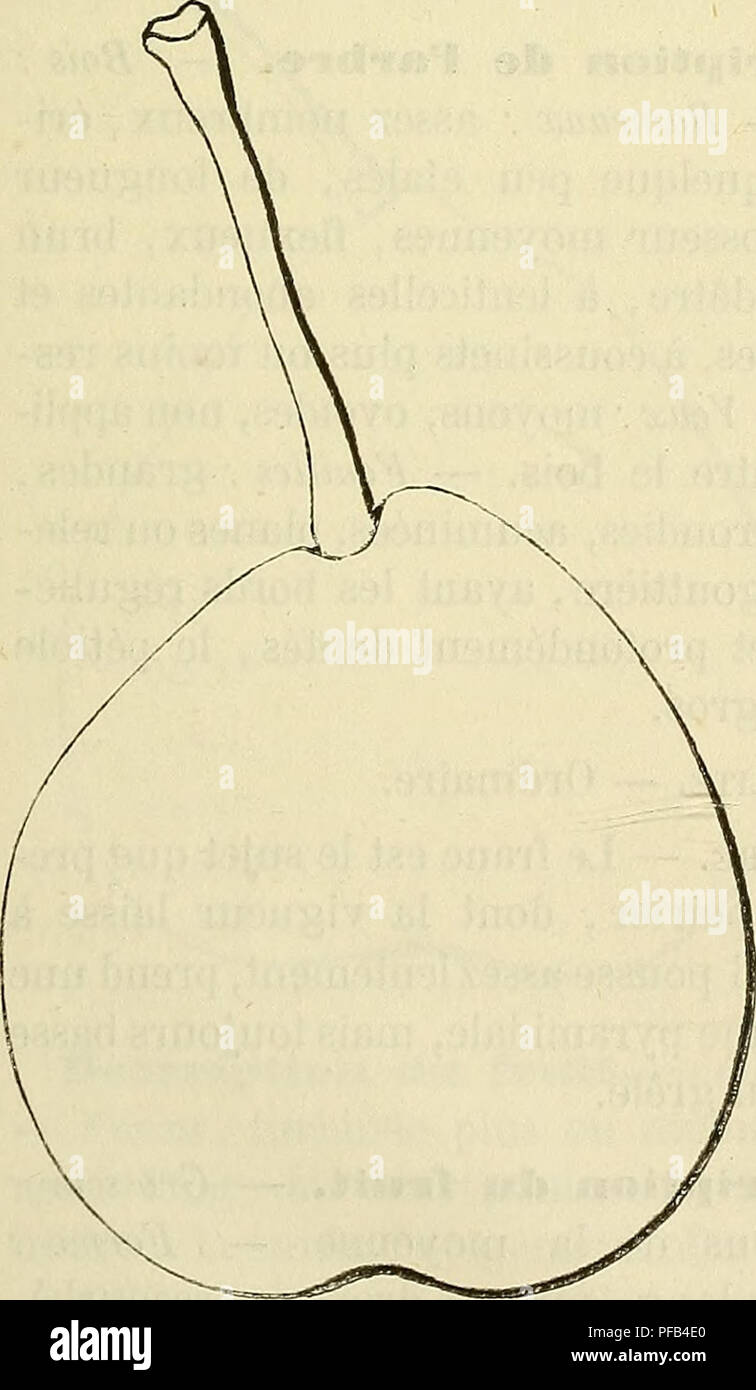 . Dictionnaire de pomologie : contenant l'histoire, la descrizione, la figura di frutti des Anciens et des frutti modernes les plus gÃ©nÃ©ralement connus et cultivÃ©s. Frutta. CIT 565 punti : Â" La Madelene â Ã©crivait-il en 1784 â Un Ã©tÃ© ainsi appelÃ©e parce qu'elle Â" mÃ"rit en juillet, aux dintorni de la Madelene; et Citron des Carmes, parce quelle Â" prend en mÃ"rissant une petite odeur de Citron et qu'on l'a vue des premiÃ¨res dans Â" les Jardins des Carmes. Â" [Ãcole du Jardin fruitier, t. II, p. 419.) Parmi les Poirier, il en est peu d'aussi la rÃ©pandu que celui-lÃ : il se trouve dans tou Foto Stock