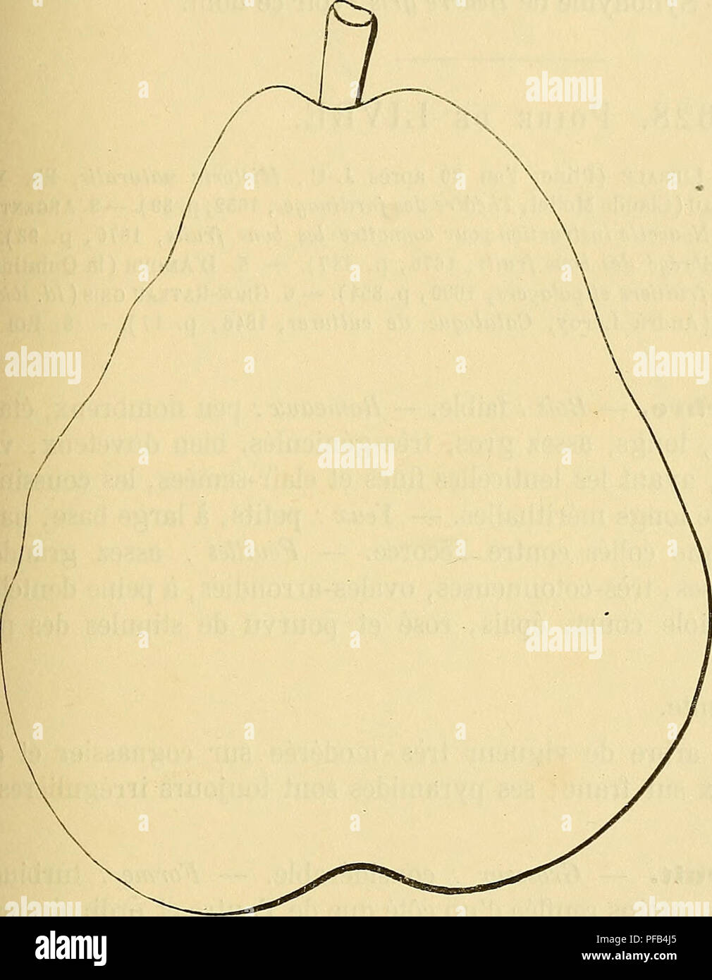 . Dictionnaire de pomologie : contenant l'histoire, la descrizione, la figura di frutti des Anciens et des frutti modernes les plus gÃ©nÃ©ralement connus et cultivÃ©s. Frutta. Giacciono âL1M 345 ou moins allongÃ©e, TRÍ¨s-ventrue Ã la base, un angolo ottuso et fortement plissÃ©e ou cÃ'telÃ©e au sommet. Â PÍ©doncule: corte, bien nourri, rarement courbÃ©, parfois renflÃ© Ã l'attache, obliquement Poire tenente Poidevin. ou perpendiculaire - ment insÃ©rÃ© dans une assez grande et assez profonde dÃ©pression Ã bords trí¨s-accidentÃ©s. Â Åil : Grand, sou- mi sfogo-clos, Ã peine enfoncÃ©. Â Peau : fine, jaune d ocre, pon Foto Stock