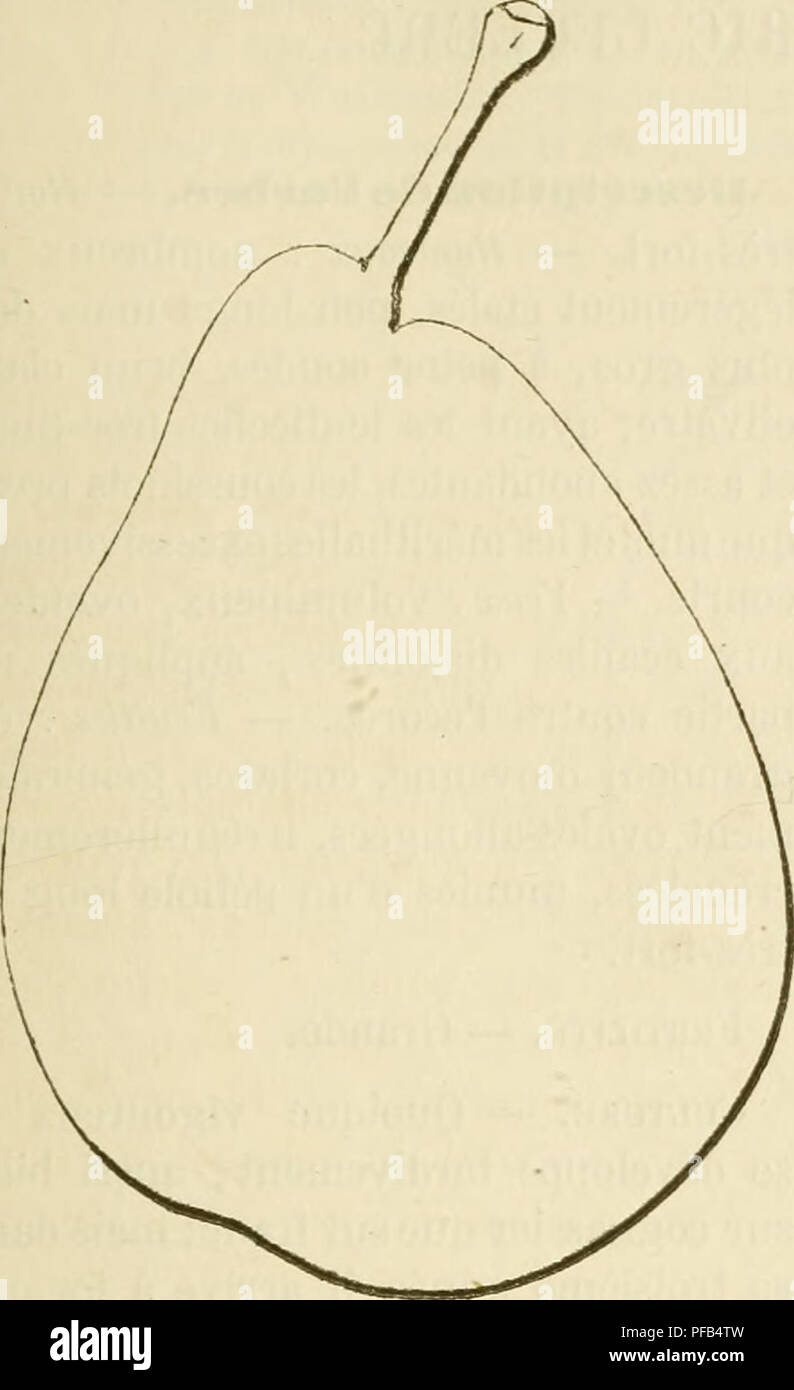 . Dictionnaire de pomologie, contenant l'histoire, la descrizione, la figura di frutti des Anciens et des frutti modernes les plus gÂ©nÂ©ralement connus et cultivÂ©s. Frutti-coltura. FRA 197 Histopiqiie. Â Merlet fut celui de nos vieux pomologues qui parla le premier d'une poire Frangipane. Il le montare en 1675 ; mais la variÃ©tÃ© qu'alors il nommait ainsi, mÃ"rissait au mois d'aoÃ"t et n'existe plus Poire Frangipane. - DeuxiÃ¨tipo me. ^^^^^^^^^^^^^^^^^^^^^^^^^^^^^^^^ dans les jardins franÃ§ais. Cet auteur la dÃ©crivit en ces termes : Â" dans le mois d'aoust se gestire la poire de Franchipane, q Foto Stock