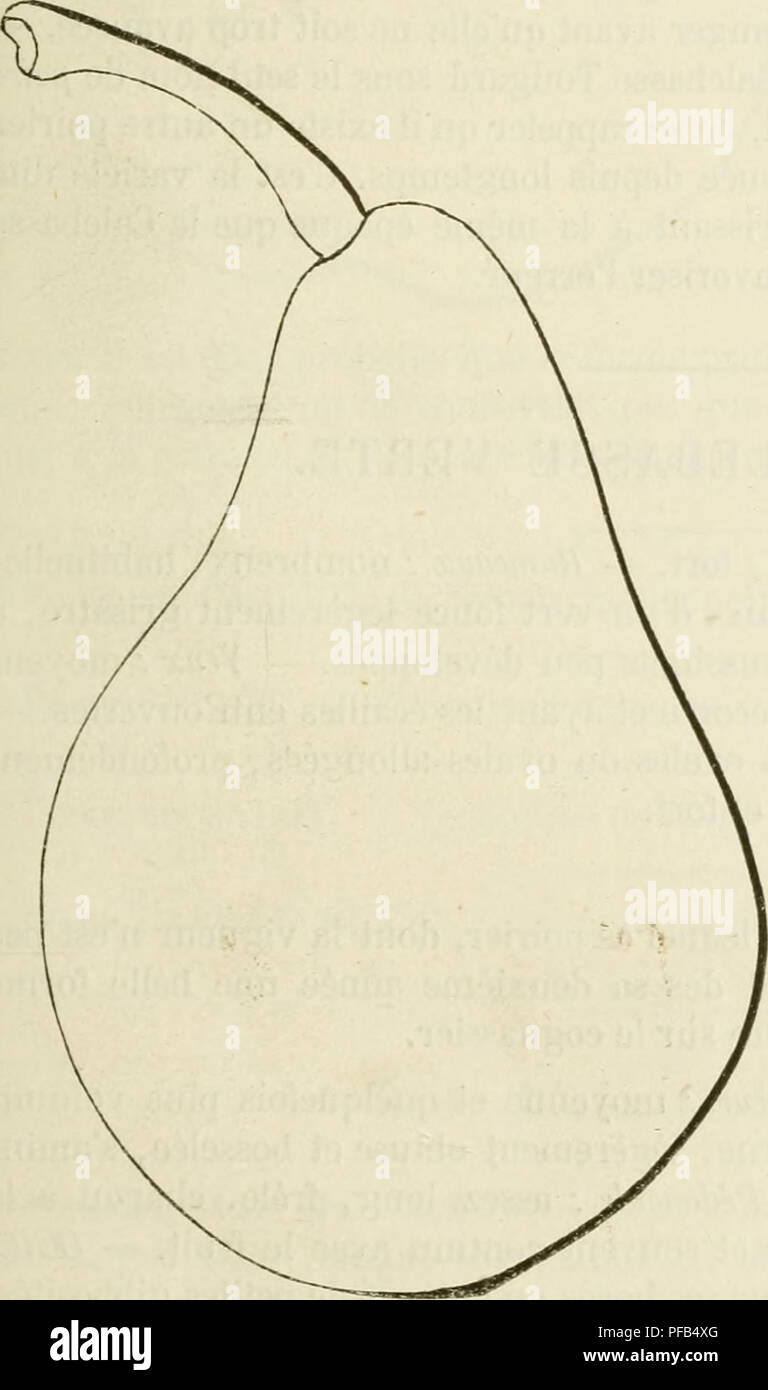 . Dictionnaire de pomologie, contenant l'histoire, la descrizione, la figura di frutti des Anciens et des frutti modernes les plus gÂ©nÂ©ralement connus et cultivÂ©s. Frutti-coltura. CAL [calebasse priârou] 521 quelques fermagli et marbrures fauves et noirÃ¢tres. Â Sedia : blanche, eccessivo- ment bene, mi-fondante, juteuse, exempte de granulazioni. Â Eau : des plus abondantes, fraÃ®che, sucrÃ©e, acidulÃ©, douÃ©e d'onu dÃ©licieux arÃ'me. MaturitÃ©. Â Courant d'octobre. Qualità©. Â PremiÃ¨re. Historique. Â Cette variÃ©tÃ© provient de mes semilavorati. Je l'ai dÃ©diÃ©e Ã l'ONU des pomologues les plus distinguÃ Foto Stock