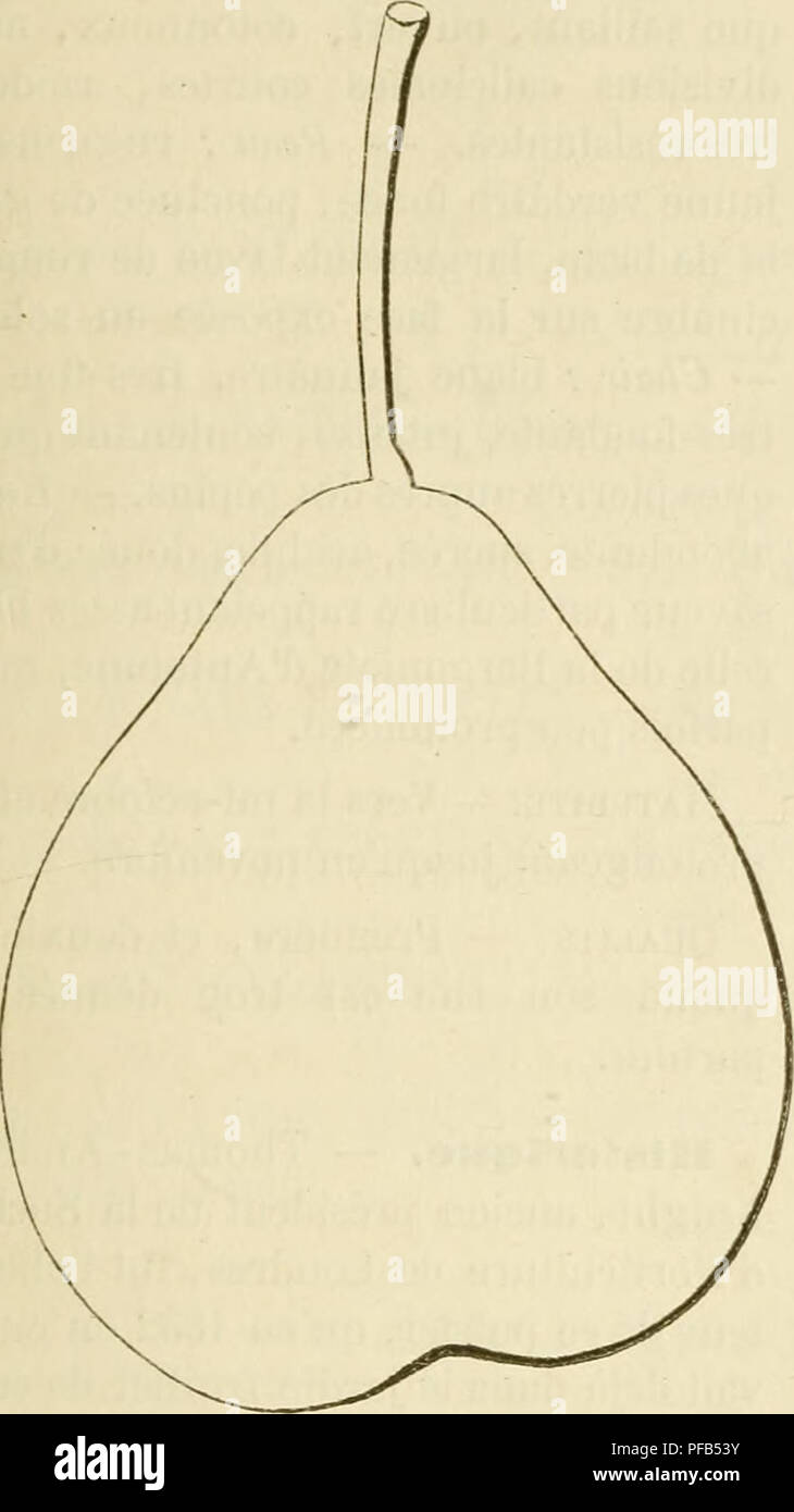 . Dictionnaire de pomologie, contenant l'histoire, la descrizione, la figura di frutti des Anciens et des frutti modernes les plus gÂ©nÂ©ralement connus et cultivÂ©s. Frutti-coltura. EXC âEYE 149 que sur le cognassier; figlio dÃ©veloppement s'y fait assez hÃ¢tivement et ses pyra- mides y acquiÃ¨affitto une grande hauteur, une rare beautÃ©. Poire EugÃ¨ne des Nouhes. Descrizione du frutta. Â Grosseur: au dessous de la moyenne. Â Forme : turbinÃ©e ottuso, ventrue, assez rÃ©gu- liÃ¨re. Â PÍ©doncule : lunga, la carne macinata, un peu renflÃ© Ã la base, implantÃ© Ã la superficie. Â Åil: petit, ouvert, lÃ©gÃ¨rement plissÃ© su Foto Stock