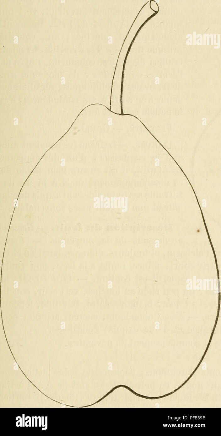 . Dictionnaire de pomologie, contenant l'histoire, la descrizione, la figura di frutti des Anciens et des frutti modernes les plus gÂ©nÂ©ralement connus et cultivÂ©s. Frutti-coltura. DUN H7 Poire Dimmore. Cà'tÃ© au centre d'une faible dÃ©repressiva. Â Åil : moyen, ouvert, piu o meno enfoncÃ©. Â Peau : rugueuse, vert jaunÃ¢tre, toute parsemÃ©e punti de roux verdÃ¢- tre, maculÃ©e de fauviste autour de l'Åil et largement colorÃ©e de rouge-brun sur la partie frappÃ©e par le soleil. Â Sedia : blanc jaunÃ¢tre, un peu grosse, fondante, juteuse, con- inquilino quelques pierres auprÃ¨s des pí©perni. Â Eau : abo Foto Stock