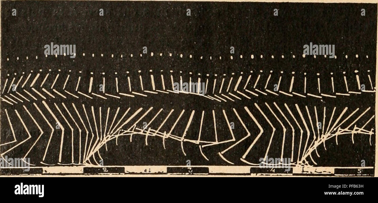 . Dictionnaire de physiologie. Fisiologia. 24 GRAPHIQUE (MÃ©thode). de s'allumer et de s'Ã©teindre instantanÃ©mento. Dix ou douze tubi de Geissler e'taient lixÃ©s, Ã l'aide de courroies, sur les membres et sur la tÃªte du sujet en expÃ©rience. Tous les tubi Ã©taient reliÃ©s Ã la fois Ã une forte di bobine Ruhmkorkf, dont le fil s'enrou- lait Ã une barre de bois que l'homme portait en travers sur les Ã©paules. Sur chaque tubo une ligne Ã©troite, tracÃ©e au vernis noir, indiquait le j)oint milieu entre les articu- relazioni. L'intermittenza dans les temps d'Exposition de la placca ragionevole n'Ã©tait Foto Stock