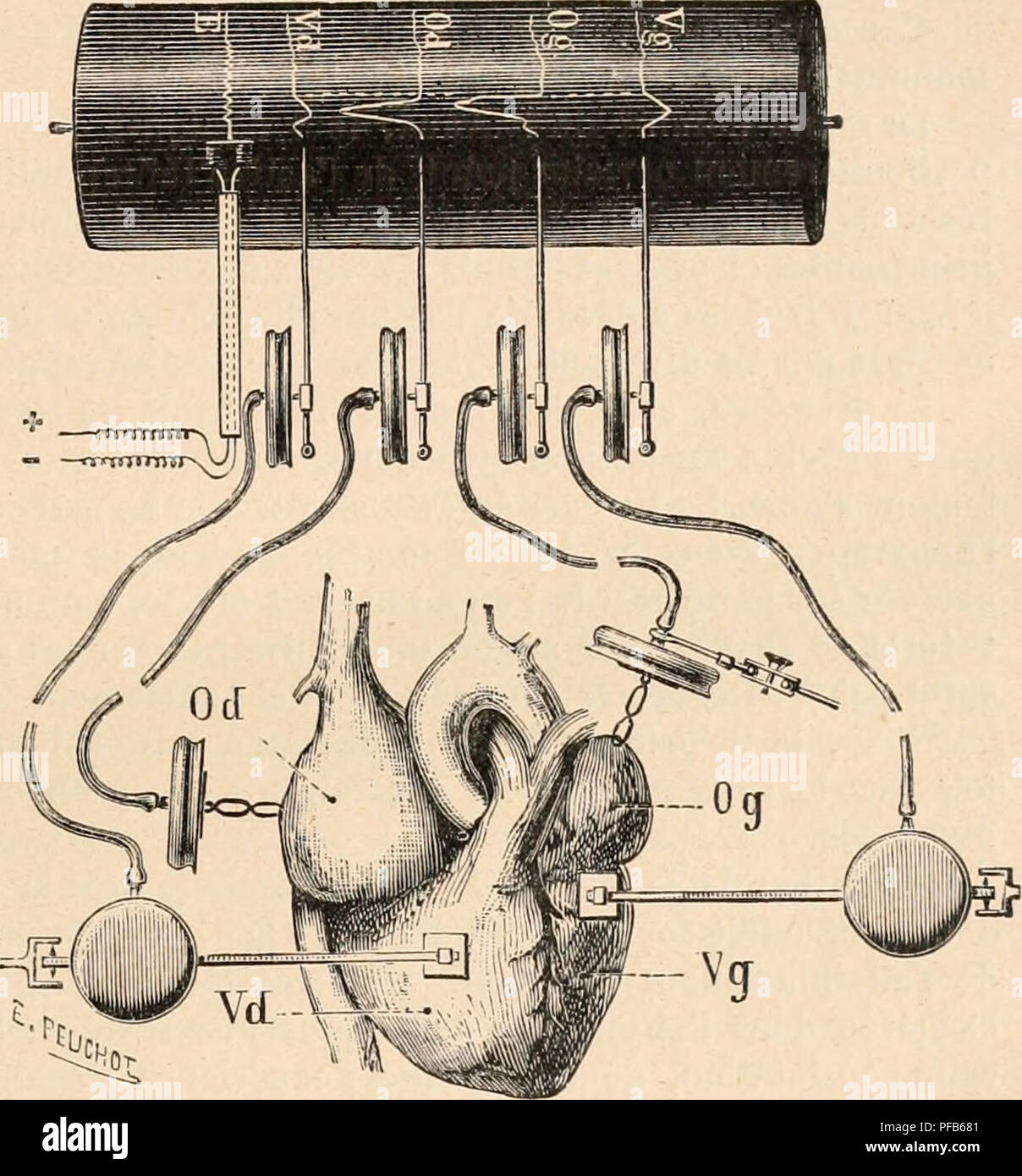 Questo dizionario francese sulla fisiologia fornisce definizioni e spiegazioni complete dei concetti fisiologici, concentrandosi in particolare sulla ricerca cardiovascolare. Include descrizioni dettagliate delle funzioni cardiache, compresi i ventricoli, e degli effetti delle sostanze sull'azione cardiaca. Foto Stock