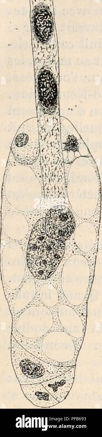 Dictionnaire de physiologie. Fisiologia. FECONDATION. 253. L'albume doit  son origine à la fÃ©condation noyau du secondaire, il y a donc fÃ©costitui-  dation double qui se fait de la faÃ§su suivante chez