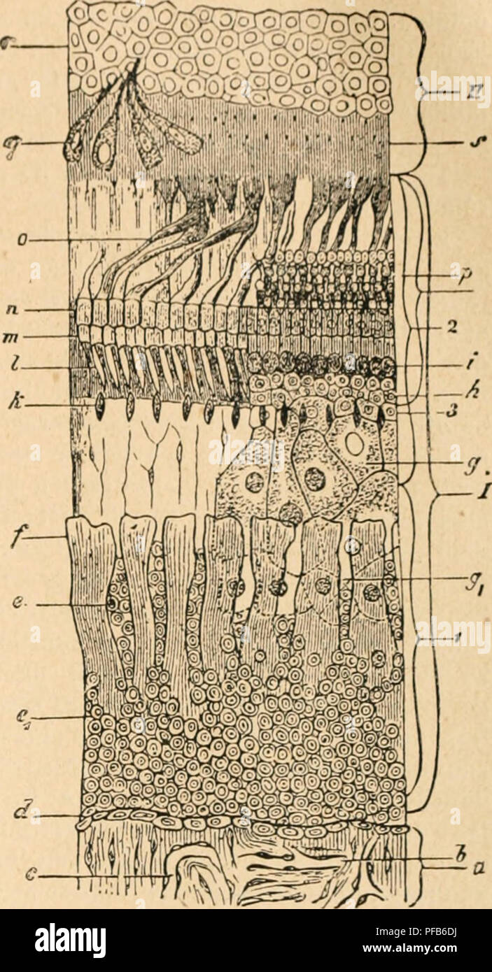 . Dictionnaire de physiologie. Fisiologia. AUDITION. S89 quelconques dont la rÃ©ceplion est assurÃ©e, quel que soit leur nonihi f. ('/Est pouiquoi su en un fait rorgane de la musique, oubliant qu'il ne pont Ã'lre iiu'iin iiistiiinient dont le jeu s'apprend ailleurs. A ce point de vue h- limaÃ§su est sans doute le point de dÃ©parte de l'analizzare des sons, de leurs associazioni, de leur formazione en groupes simples; ce n'est punto l'organe qui i)en^^oit le rythme ni la cadenza, nozioni d'ordre dÃ©jÃ musculaire plus, si l'on (Â"eut ainsi disastrose. On ne s'Ã©tonnera pas que cet organe n'existe bien dÃ©ve Foto Stock