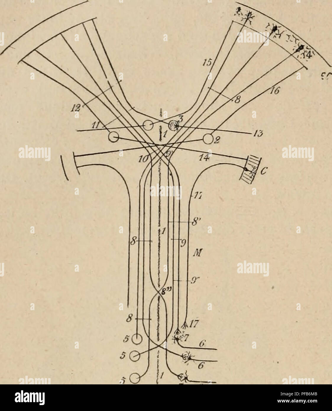 Questa voce del "Dictionnaire de physiologie" descrive la struttura anatomica e la funzione del bulbo nel sistema nervoso periferico, descrivendo in dettaglio le connessioni neurali tra la corteccia cerebrale e i neuroni periferici. Evidenzia il ruolo del tratto piramidale nel controllo motorio. Foto Stock