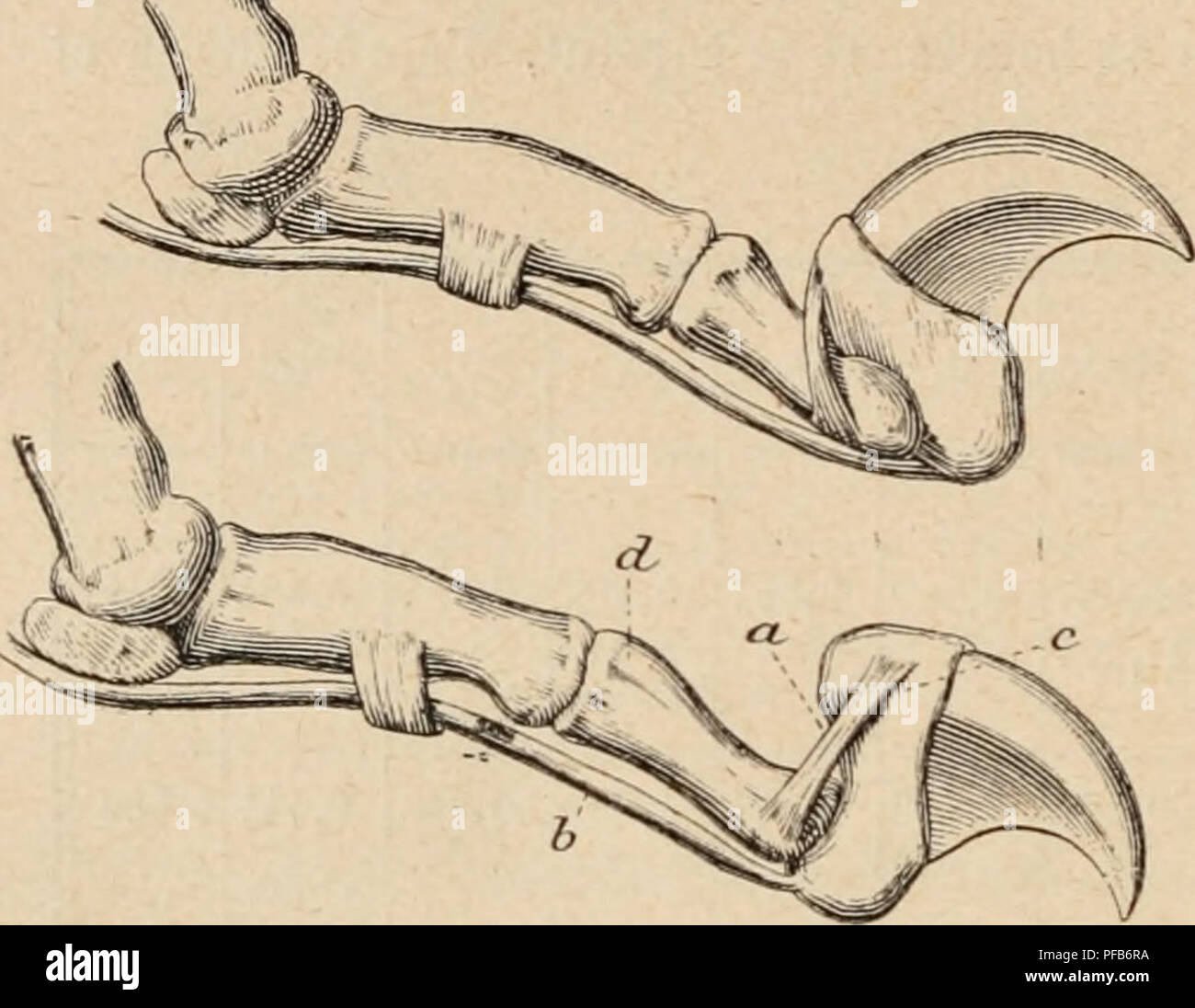 . Dictionnaire de physiologie. Fisiologia. 336 chat. 1° Sécrétion urinaire.  La quantité moyenne d'urina est de 0''',2 à 0''S3 pour 24 Heures (Tereg). Nous donnons, d'après Burgarsky', la composizione de l'urina de chat (Poids = 3 à 4 chili) qui recevait chaque jour 200-300 grammi de viande : Quantité d'urina pour 24 Heures 148 ce. avec le poids spécifique : 1,0523. Sostanze solides pour 100 ce. d'urina 14,84 â organiques 13,14 Sels minéraux 1,10 l'azote totale = 5,38; l'azote de l'urée = 4,3; AzH^ = 0,240o; Cl = 0,0ol3; S = 0,4301 ; Ph = 0,o262. 8° Movimenti.  il muscolo.  La quant Foto Stock