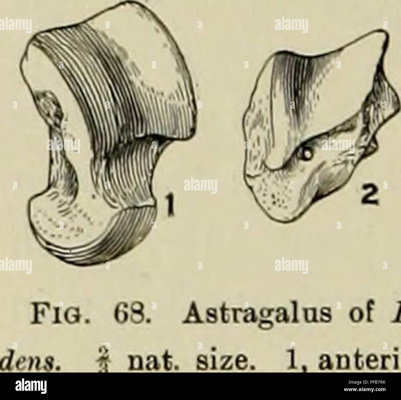 . Descrizione del nuovo carnivori da Miocene di western Nebraska. Carnivora, fossile; Paleontologia; Paleontologia. La Fia. 67. Arto ossa di Paroligobunis aimplicidens. 5 nat. dimensioni. 1, vista anteriore del femore ; 2, vista posteriore di femnr ; 3, fibular vista del perone; 4, vista anteriore del perone. Entrambi astragali sono rappresentati. In confronto con la lunghezza dell'osso il trochlea è un po' più stretta di quella di fcrox Megaliclis. Il trochlea è molto bassa ed è più obliqua e imperfetta in meno sia Meles o Lutra e piuttosto più simile a quella di Gulo luscus, il condilo interno essendo meno d Foto Stock