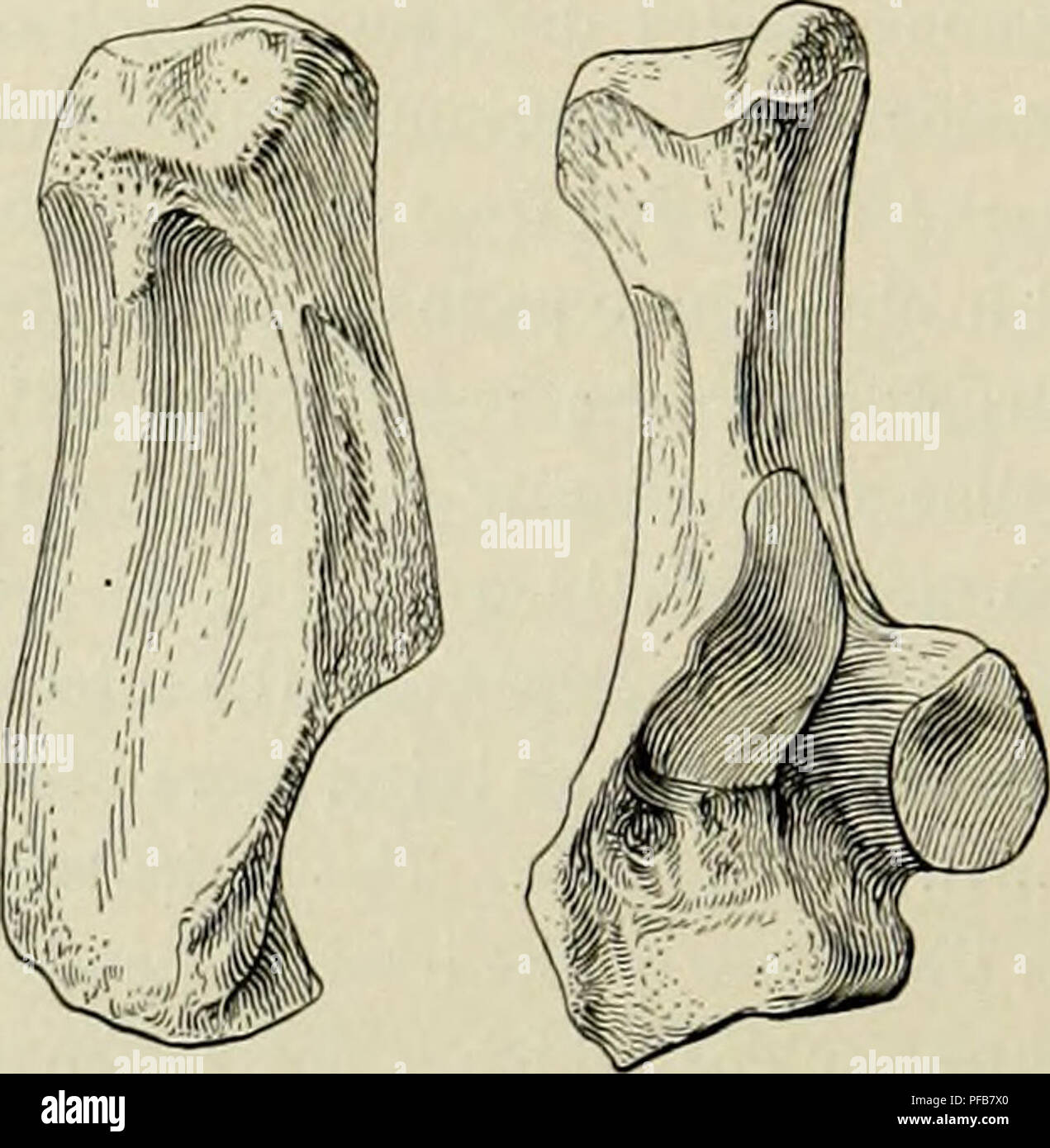 . Descrizione del nuovo carnivori da Miocene di western Nebraska. Carnivora, fossile; Paleontologia; Paleontologia. 248 memorie del Carnegie Museum. Fig. 44. Ant rior e Fibular viste del calcagno di J), superbus. Nat. dimensioni. maggiore sviluppato eminenza sulla metà inferiore della faccia palmar in Daphosnodon. La estremità libera del tubero è improvvisamente espanso, in particolare lateralmente, e vi è una ben definita la scanalatura per il tendine di Achille, come in Daphanus e il recente i cani e i gatti in generale. Vi è sull'angolo esterno del bordo dorsale di un lungo e scanalatura rugose, che però non è così d Foto Stock