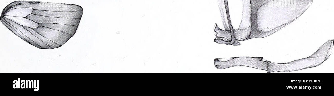 . La descrizione di un nuovo genere e venti-tre nuove specie di Metarbelidae (Lepidoptera : Cossoidea) dalla pianura le foreste pluviali tropicali della regione Guineo-Congolian con note sugli habitat e biogeography / Ingo Lehmannn. . 5mm I mrn. Si prega di notare che queste immagini vengono estratte dalla pagina sottoposta a scansione di immagini che possono essere state migliorate digitalmente per la leggibilità - Colorazione e aspetto di queste illustrazioni potrebbero non perfettamente assomigliano al lavoro originale. Ingo Lehmann. Ingo Lehmann : Hamburger; Foto Stock