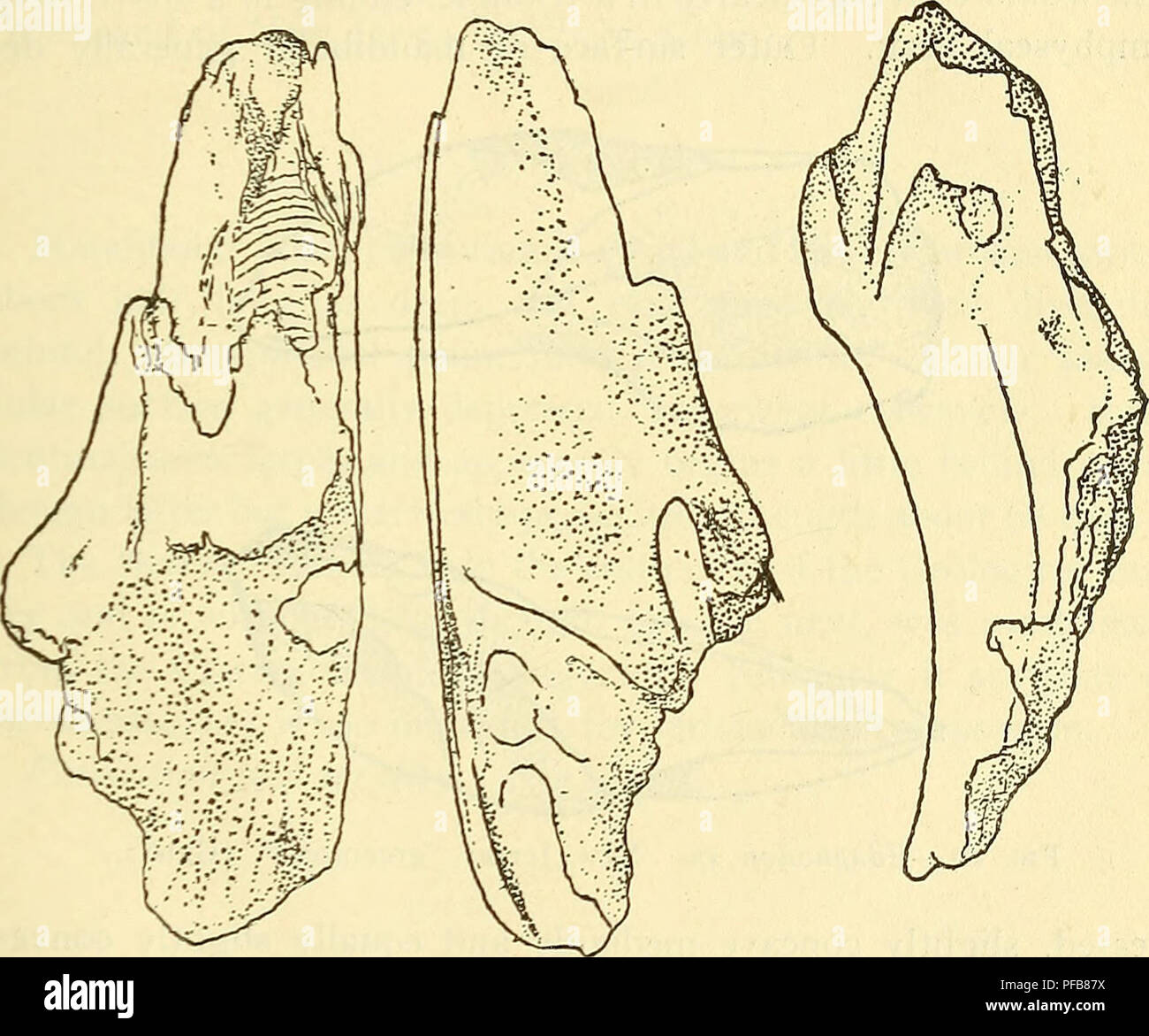 . Una descrizione dei pesci fossili rimane del Cretaceo, Eocene e Miocene formazioni del New Jersey. Pesci fossili; Paleontologia, Geologia. HOLOCEPHALI. 129 Formazione e località. Conosciuta solo da' un imperfetto l'uomo- dibular ascritto alla "Greensand del New Jersey n. 5" [l'Hornerstown marl, K.] e ora nel museo americano a New York. Edaphodon sp. Destro premuto palatale, un nonnulla per più di due volte più a lungo di larghezza e profondità di circa un terzo di lunghezza. Superficie superiore con una profonda ampia gronda terminante in una fossa profonda, anteriore al quale area è piatta- tened e orizzontale. Lato appiattire Foto Stock