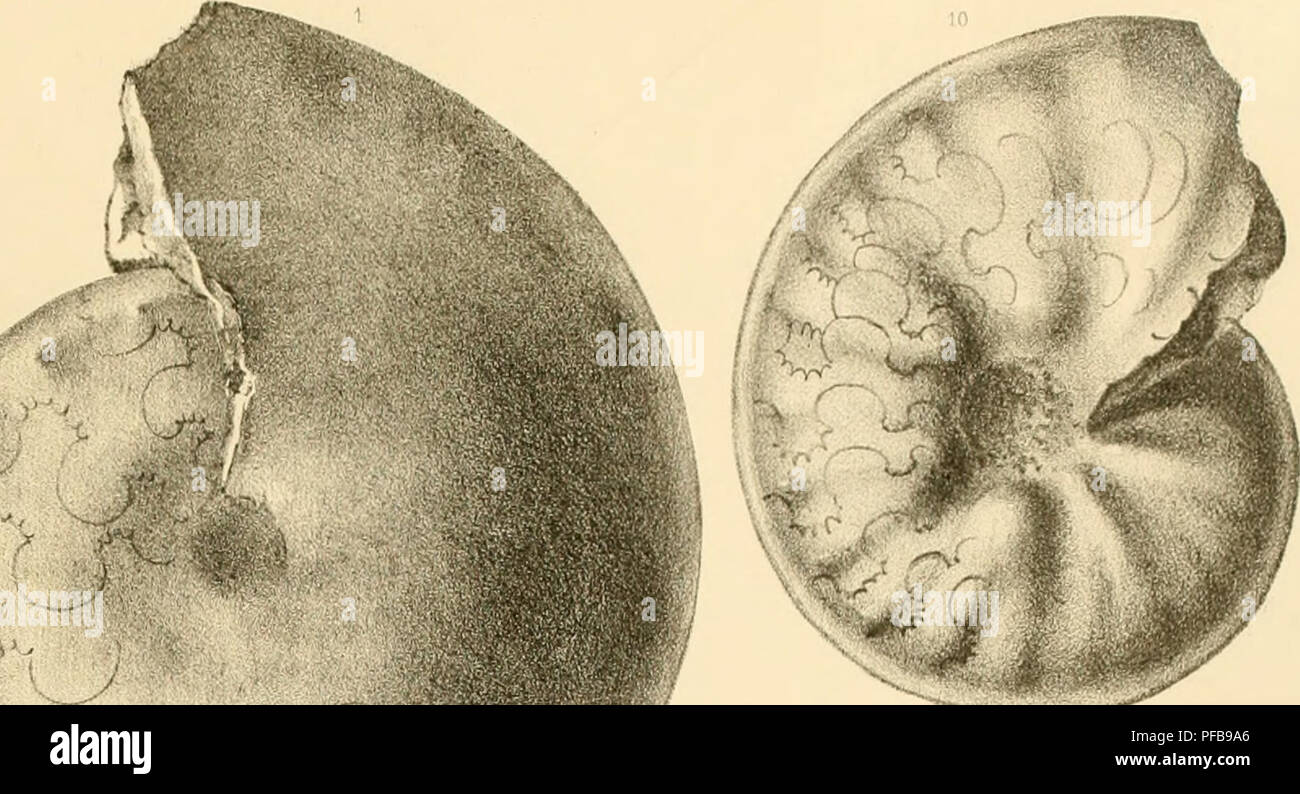 . Descrizione des mollusques fossiles des terrains crétacés de la région Sud des hauts-plateaux de la Tunisie recueil lis en 1885 et 1886 par M. Philippe Thomas, .... . *. Si prega di notare che queste immagini vengono estratte dalla pagina sottoposta a scansione di immagini che possono essere state migliorate digitalmente per la leggibilità - Colorazione e aspetto di queste illustrazioni potrebbero non perfettamente assomigliano al lavoro originale. Péron, Alphonse, 1834-1908. Parigi, IMPR. nationale Foto Stock