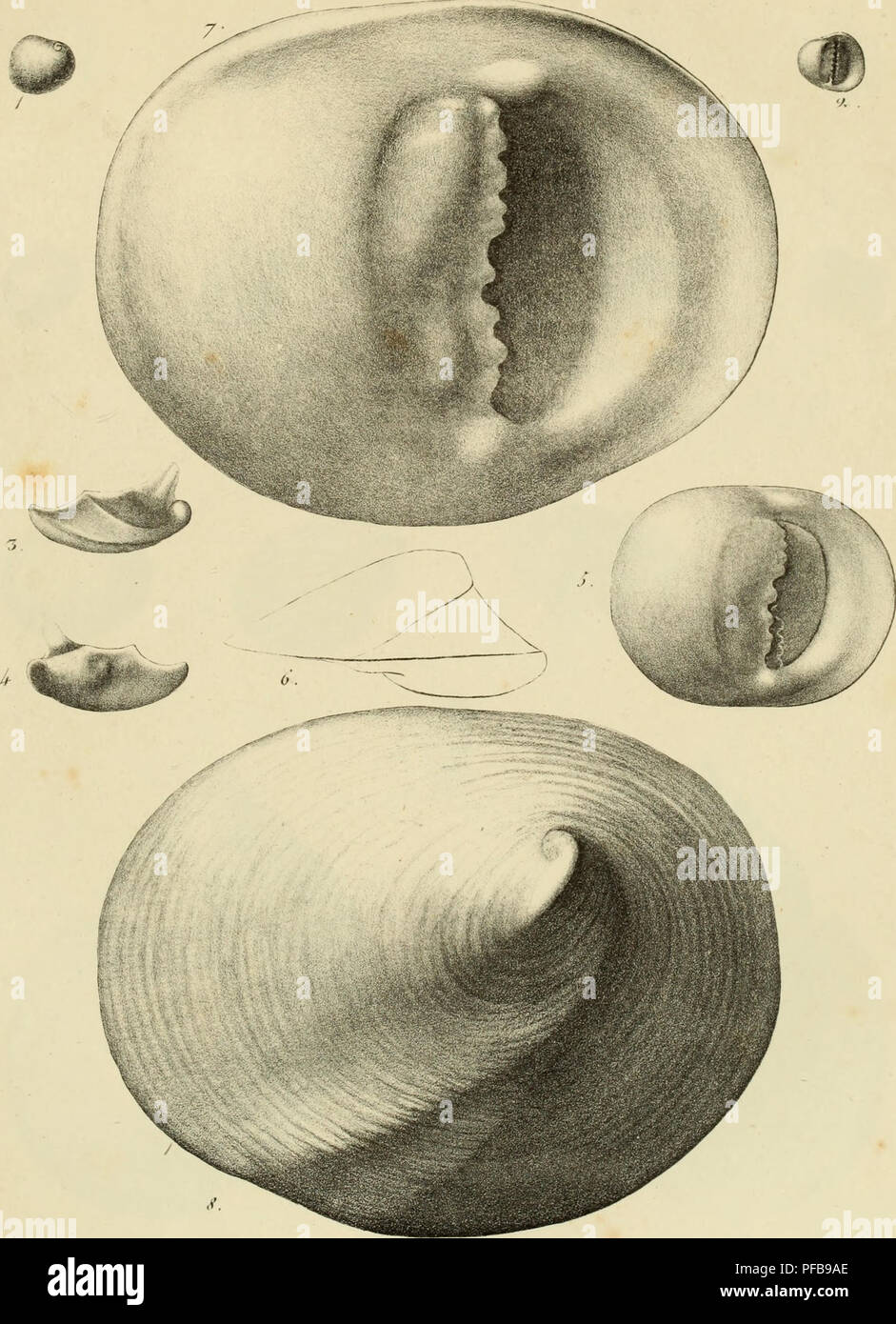 Un'opera paleontologica di G. P. Deshayes del 1795-1875, che descrive molluschi fossilizzati trovati intorno a Parigi, contribuendo alla comprensione delle specie paleontologiche di questa regione. Foto Stock