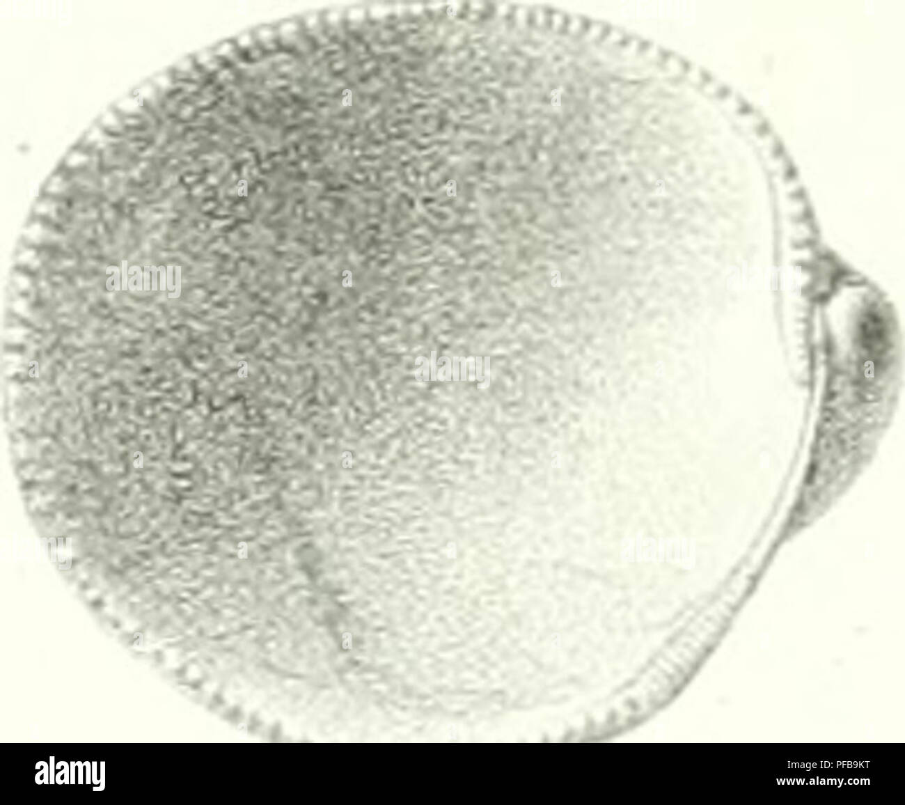 . Descrizione des animaux sans vertèbres découverts dans le bassin de Paris, ecc. 9. A : "-". Si prega di notare che queste immagini vengono estratte dalla pagina sottoposta a scansione di immagini che possono essere state migliorate digitalmente per la leggibilità - Colorazione e aspetto di queste illustrazioni potrebbero non perfettamente assomigliano al lavoro originale. Deshayes, G. P. (Gérard Paolo), 1795-1875. Parigi Foto Stock