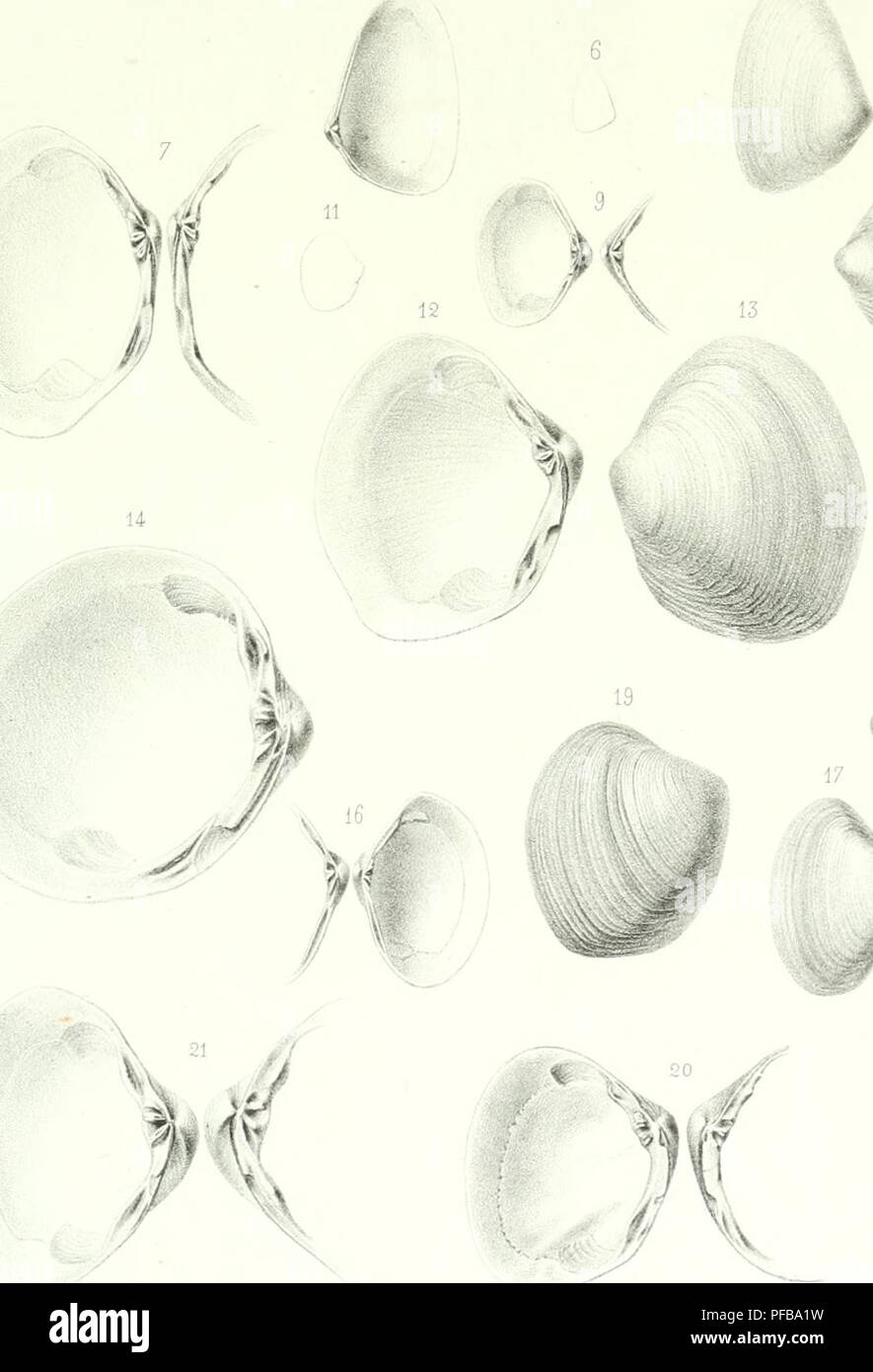 Questa targhetta illustrativa tratta dal lavoro sugli animali invertebrati nel bacino di Parigi si concentra sui molluschi, fornendo descrizioni dettagliate delle specie presenti nella zona. Foto Stock