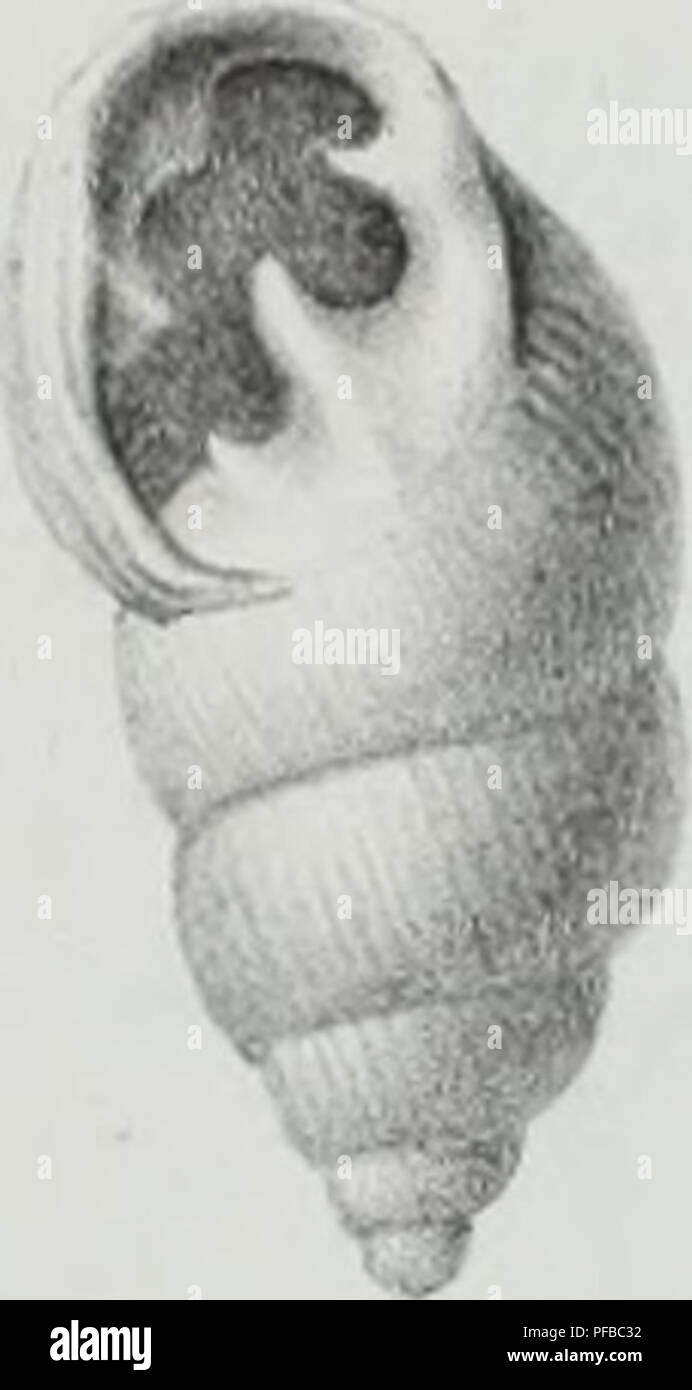 . Descrizione des animaux sans vertèbres découverts dans le bassin de Paris pour servir de supplément à la Description des coquilles fossiles des dintorni de Paris comprenant une revue générale de toutes les espèces actuellement connues. Molluschi, fossile; Paleontologia. 3elaha.voi ad na.t in giro. Âel.. 16 Êh 1 17 / --^"I^ un 28 ^': 44 31. Si prega di notare che queste immagini vengono estratte dalla pagina sottoposta a scansione di immagini che possono essere state migliorate digitalmente per la leggibilità - Colorazione e aspetto di queste illustrazioni potrebbero non perfettamente assomigliano al lavoro originale. Deshayes, G. P. (Gérard Paolo), 1795-187 Foto Stock