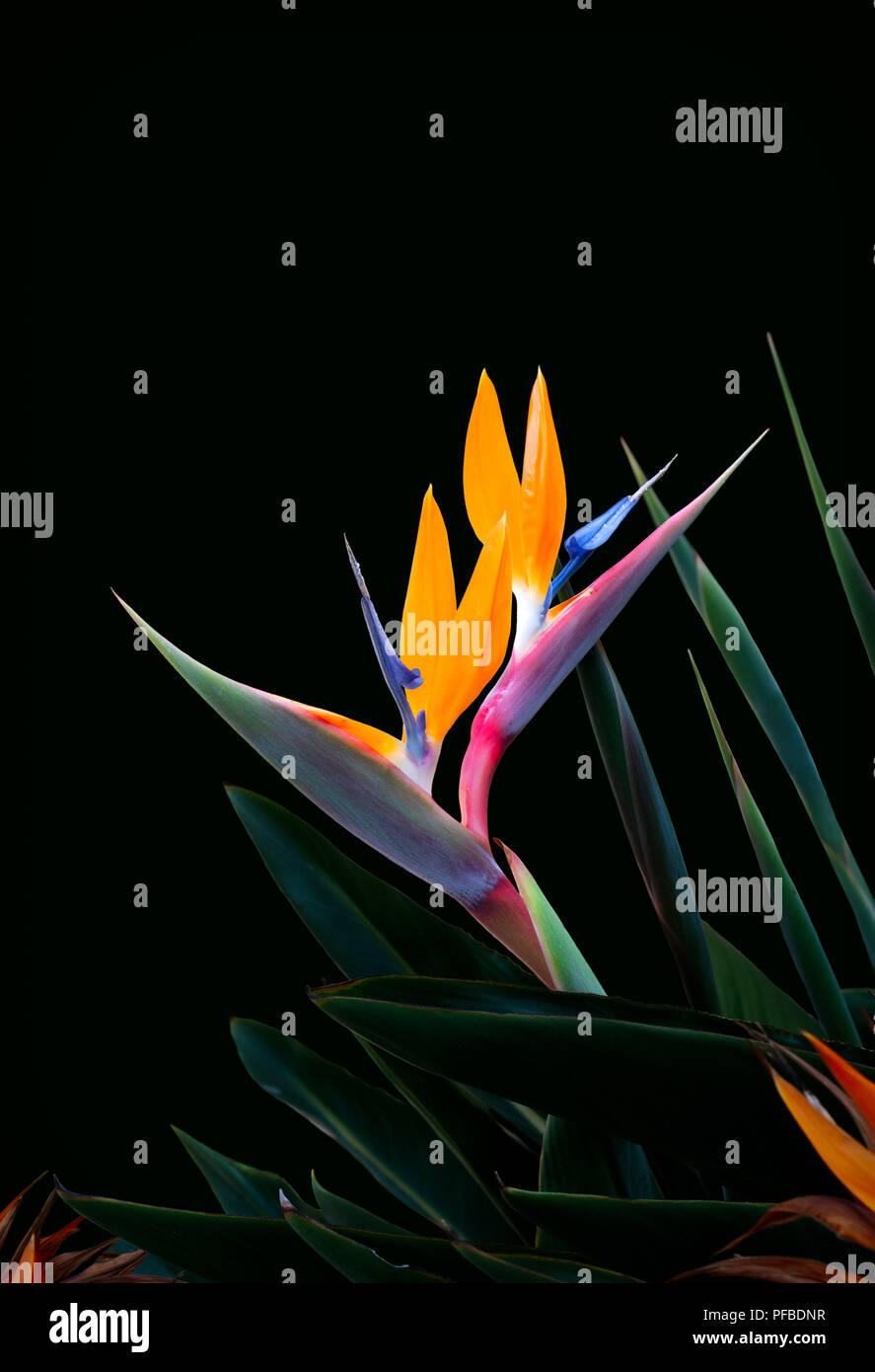 Uccello del paradiso fiore vicino con colori vibranti contro un verde scuro dello sfondo in foglia Foto Stock