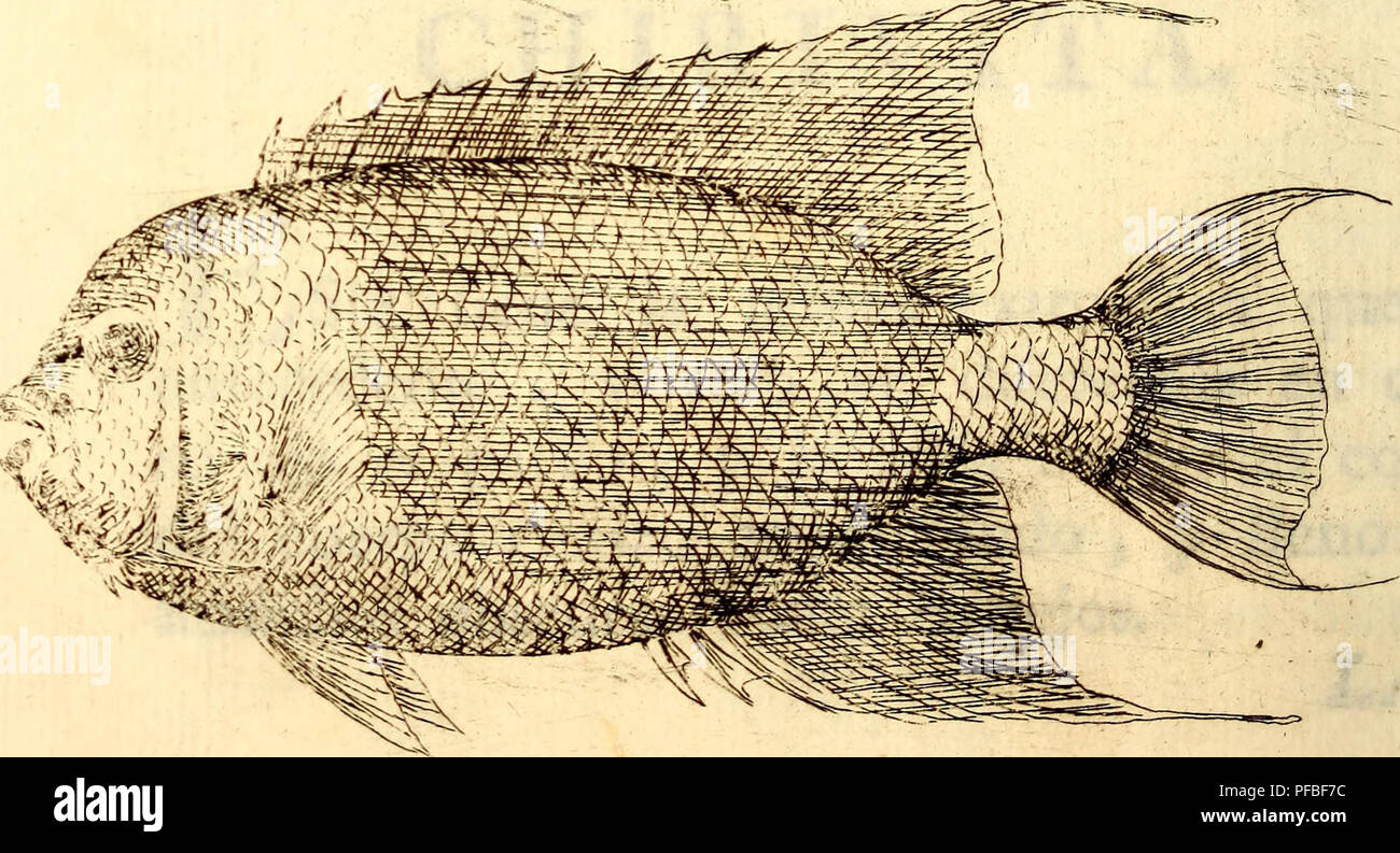 . Descripcion de diferentes piezas de historia natural las mas del ramo maritimo : representadas en setenta y cinco lamine. Animali marini; storia naturale. Cotalineta.fio 2. Si prega di notare che queste immagini vengono estratte dalla pagina sottoposta a scansione di immagini che possono essere state migliorate digitalmente per la leggibilità - Colorazione e aspetto di queste illustrazioni potrebbero non perfettamente assomigliano al lavoro originale. Parra, Antonio; Baird, Spencer Fullerton, 1823-1887, ex proprietario. DSI. En La Havana : En La Imprenta de la Capitania generale Foto Stock