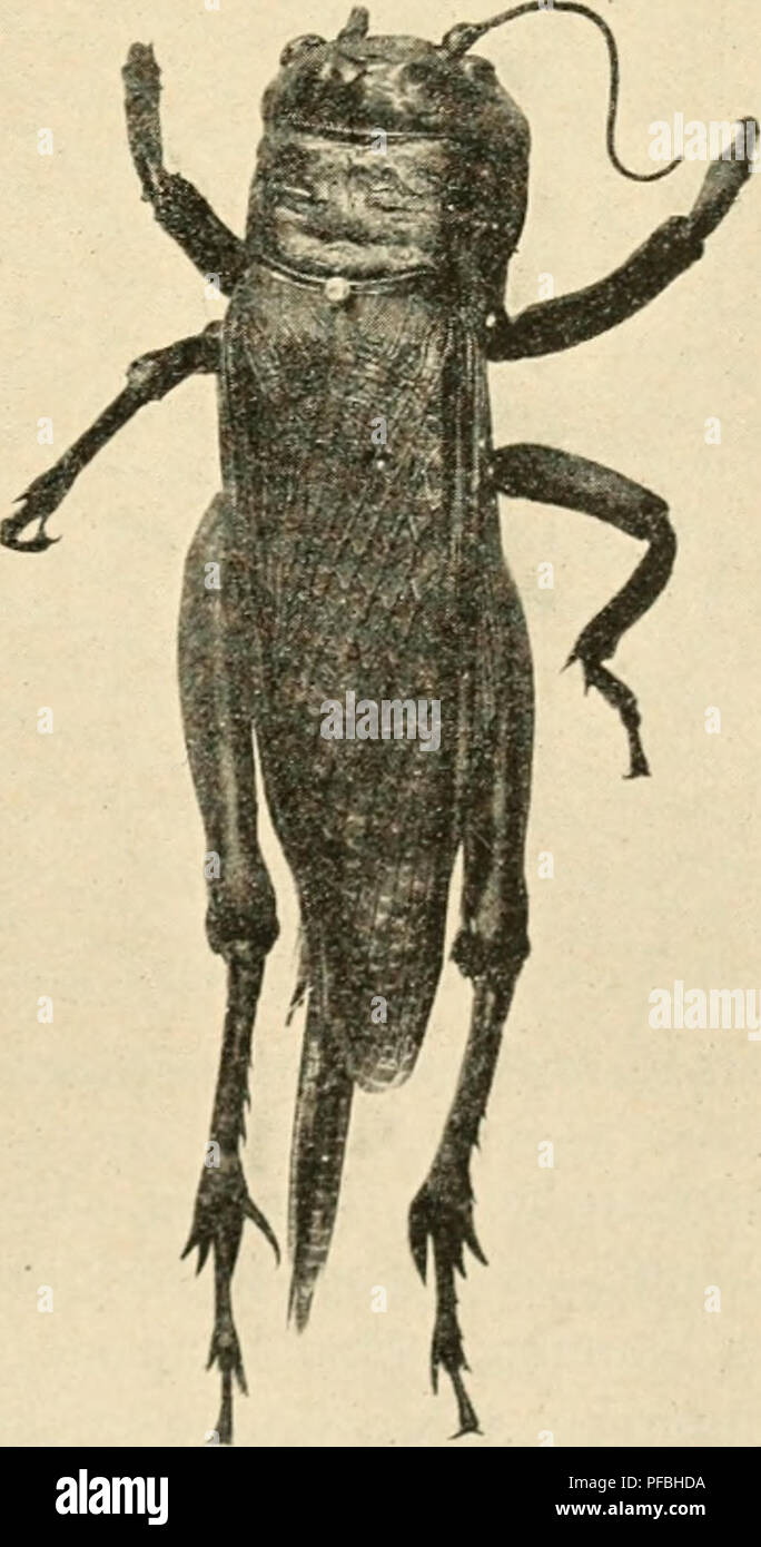 . Der Tropenpflanzer; zeitschrift fr tropische landwirtschaft. Piante tropicali; raccolti tropicali. Abb. 13. Aegyptium Acridium L., Kopf und Vorderbrust, X3/4- (originale). Abb. 14. Euprepocnemis sp., Weibchen. (Orig.) des Hinterleibsrückens und durch die abgestumpfte forma der Lamina supraanalis beim Männchen sehr deutlich unterscheidet. Die Männchen haben eine Länge von 23, die Weibchen bis 38 mm. Das Halsschild besitzt sehr stumpfe Seitenkanten, die nur durch hellere Färbung sich abheben, jedoch einen scharfen, von drei Ouerfurchen durch- schnittenen Mittelkiel haben. Die kräftigen Hinterschenkel Foto Stock