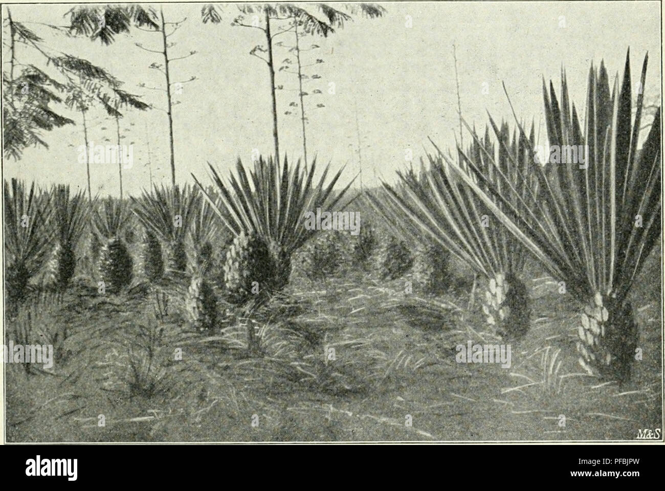 . Der Tropenpflanzer; zeitschrift fr tropische landwirtschaft. Piante tropicali; raccolti tropicali. - 285 - Das rechtzeitige Schneiden der Blätter halte ich auch für sehr geeignet, das zu frühzeitige Durchschießen des Blütenschaftes zu vermeiden. Auf Abbildung 5 sieht man die 5-6 m hohen Schäfte. Hier begannen die Pflanzen vorzeitig zu schießen, weil nicht rechtzeitig Schneiden mit der Blätter begonnen werden konnte. Ich glaube, dass wir in der Beziehung noch manche überraschende Erfahrung machen werden. Man hat sich eine Zeitlang lebhaft beunruhigt über die Lebens- dauer der Agave. Ich meine, die Foto Stock