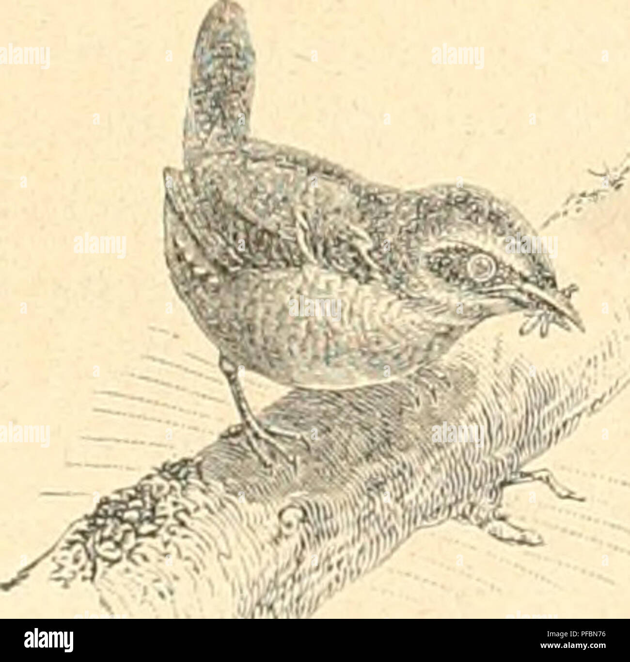 . Der Ornithologische Beobachter. Gli uccelli; uccelli. - 77 - verleidet. Dieser Empfindung entziehen sich wenige Menschen; wer darauf aufmerksam ist, wird das beim Gobildeteu'wie beim Ungebildoten beobachten. Wenige allerdings geben sich Rechenschaft über das Warum, gewölinlich heisst es, es sei langweilig da draussen, es sei ja Kein Mensch weit und breit. È stato irns da draussen fehlt, das ist das Tierleben des Waldes, das ist das Heer rufender Meisen, die Drosseln flötenden sind es, die Spechte hämmernden, die pfeifenden, ki-eiseuden Rairbvögel und zu einem guten Teil das frohe ,.Gruggu" des Kuck Foto Stock