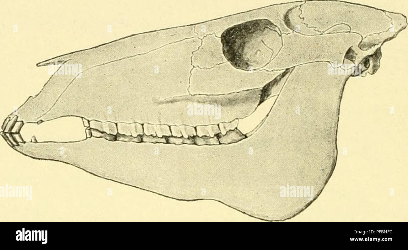 . Der Mensch, sein Ursprung und seine Entwicklung, in gemeinverständlicher Darstellung. Gli esseri umani; evoluzione. 106 W. Lee ha: Der Mensch. dem die verschiedenen Zahnbestandteile (Zahnbein, Schmelz und Zement) eigentümlich ineinander gefaltet sind, die Zahnkrone sehr hoch, und die Wurzel unvollständig ist. Bei den ältesten Pferdeahnen stimmt der Zahn- bau mit dem der ursprünglichen Säuger gewöhnlich überein; bei den. Si prega di notare che queste immagini vengono estratte dalla pagina sottoposta a scansione di immagini che possono essere state migliorate digitalmente per la leggibilità - Colorazione e aspetto di queste illustrazioni possono n Foto Stock