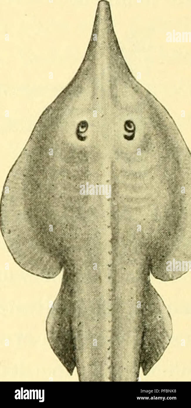 . Der Mensch, sein Ursprung und seine Entwicklung, in gemeinverständlicher Darstellung. Gli esseri umani; evoluzione. Fig. 47. Brustflosse, un von Ciadoselache, ein Knorpelfisch aus dem Devon (nach Dean), b von einem heutigen Hai (Acan- thias vulgaris). Flossen aus einfachen parallellen Strahlen aufgebaut sind, während die- selben bei allen jetzigen Haien eine viel differenziertere Beschaffenheit zeigen (Fig. 47). Ob Climatius, ein anderer devonischer Knorpelfisch, mehr als zwei Flossenpaare hat, wodurch er mit wirbellosen manchen Tieren übereinstimmen und somit einen ur- sprünglicheren Zustand darb Foto Stock