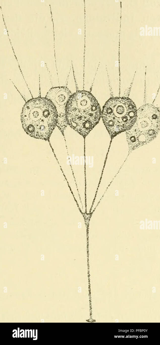 . Der Organismus der Craspedomonaden. CODONOCLADIUM. 213. Fig. 64. Codonucladiuiii umheUatum Tat. Ein eiiifacli doldiges cenobio, 880-faeli verQT. Nach der Natur. 5. Codonocladium corjrmbosum Entz. iFig. Id.) diagnosticare: Kolonien mit corymböser Stielverästelung. Sonst wie Codonosiga. Salin. Diese kleine arte wurde bisher nur von G. Entz beobach- tet und zwar in den Salzteichen von Deva und Szamosfalva, in Gesellschaft von Codonosigen. Nach ihm unterscheidet sich der Bau dieses zierlichen Infusoriums darin von den übrigen (lodonosiginen, dass der Körper in einem kleinen, mit der Körpergestalt üb Foto Stock