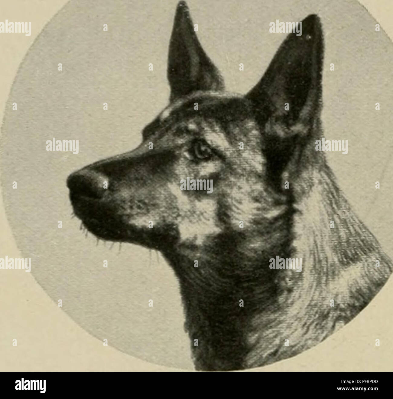 . Der deutsche Schäferhund in Wort und Bild. Pastore Tedesco cani. jdjrtitt (Befagte unö auf öie öort toteöergegebenen flbbtiöungen von siäbeln unö Köpfen von Sdjäfer^unöen unö IDölfen - vohb leöiglid? Öie mittlere öes dinfenfung lüoIfsjAööels teiltoeife oöer gan3 Derjtrid]en, aber fein Stirnabfa^ ^eroorgerufen. Die molfsartige nieörige, in öer mitte roomöglid] eingefenfte Stirn ift bei öer Hlujterung jeöenfalls onu= günftig 3U bewerten, roeil fie roeöer Raffebilö nodj Rajjeaufgaben ent= fprid^t. Beurteilung öes ©ebäuöes fann ficb felbftreöcnö nid}tauci]auföie*Begabungerftrecfen,fiemu^aberöarau Foto Stock