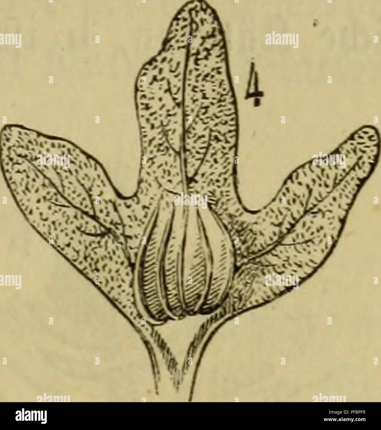 . Der Führer in die Pflanzenwelt. Hülfsbuch zur Auffindung und Bestimmung der wichtigsten in Deutschland wild wachsenden Pflanzen. Piante. Stützen; ho^ig. 4. einen Don ber bteibenben brei(a|)pigen 531üt§en^ütle ge= flügeltcn ©amen.) !Dag §0(5 ber Seipud;e ift ein öor^ügtic^e^ 53renn^o(j, unb mirb njegen feiner geftigfeit unb §ärte t)su M^kn= unb ^Jkfdiinenbauern, Xifd)(ern unb 2)red)^Iern verarbeitet; uomo mai^t barau^ befouDerö au(^ ©refdifleget. !L)ie 9?üffe finb eßbar, bie Blätter merben t)su ©diafen, 3iegen unb ^ferben gern gefreffen. ^n me^en Orten gan3 fe^tenb, anbermärtö bagegen grosse S Foto Stock