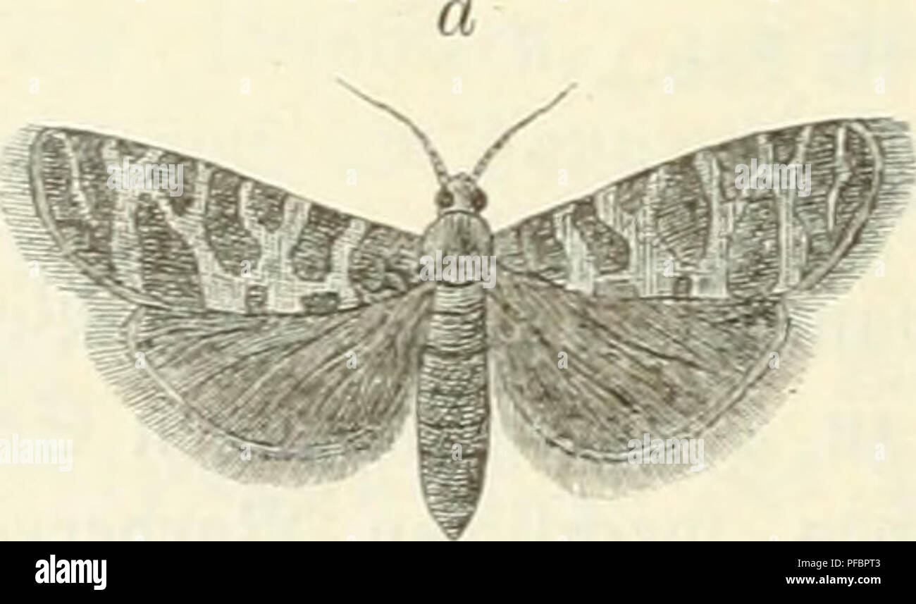 . Der Forstschutz. Le foreste e la silvicoltura. 492 II- 33ucf). IV. 3tbfc^nttt. ^af^reg bie ^itofpen im Innern üollftöiibig cin§, in ber Sieget fämtlid^c 3U einem triebe geljörige. ^nfolgebeffen ^eigt fid) fd)im su ^erbfte geringer .^arjau^tritt, ber nad) bem (5^nse)ial)re Ijin annimmt. 5luc^ Ü6er5iel)en bie 3iau^en um biefe ßeit bie Dberf(äd)e ber ^nofpen mit feinen, burrf)fid)tigen (Mefpinften, bie burrf) ^üt nernnreinigt finb. $8erpu|3pung im 9Jlai unter ber ^[lioüSbecfe am gu^e ber gra|= ftämme, fjier unb ha auä) un ben ^uo[|3en. Stugfommen im su"mi- ©eneration einfad). ®un§ §öt)eun)ad)§tum tüirb b Foto Stock