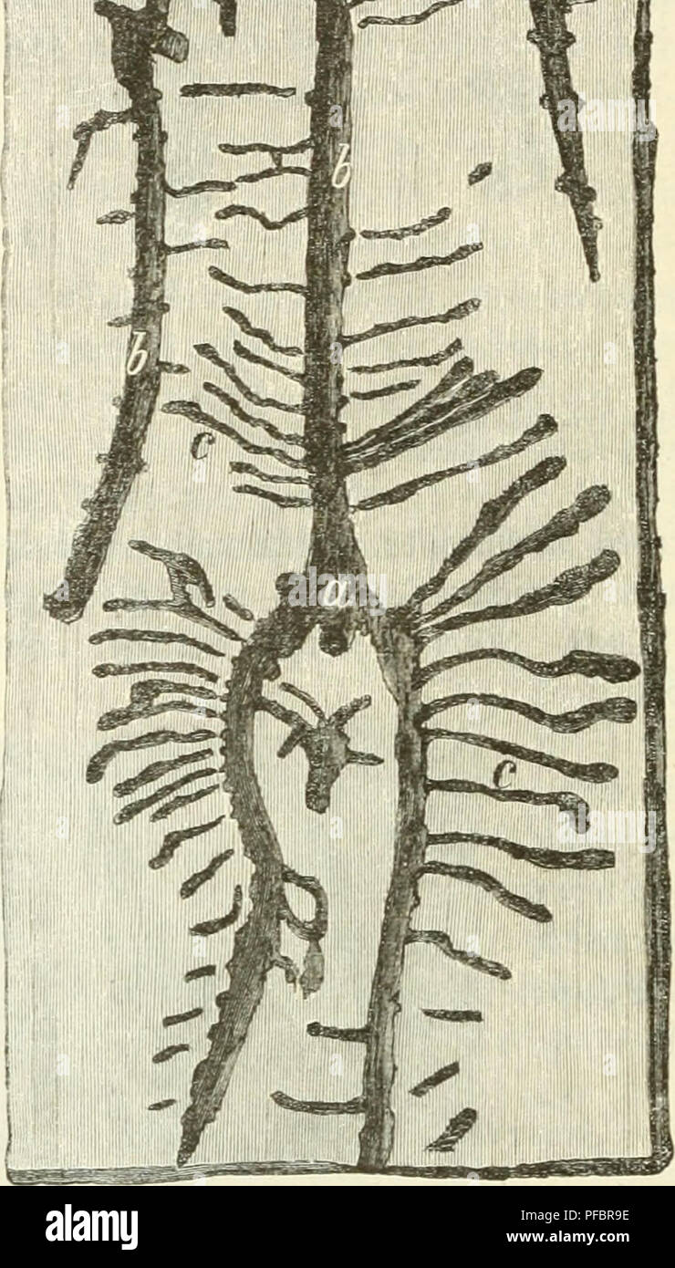 Questa illustrazione si concentra sulla protezione delle foreste, mostrando i metodi utilizzati per prevenire danni parassiti e malattie nella silvicoltura. Sottolinea l'importanza di mantenere la salute delle foreste e prevenire che le specie invasive danneggino l'ecosistema. Il testo discute varie strategie per la gestione delle risorse forestali e la loro protezione dalle minacce ambientali. Foto Stock