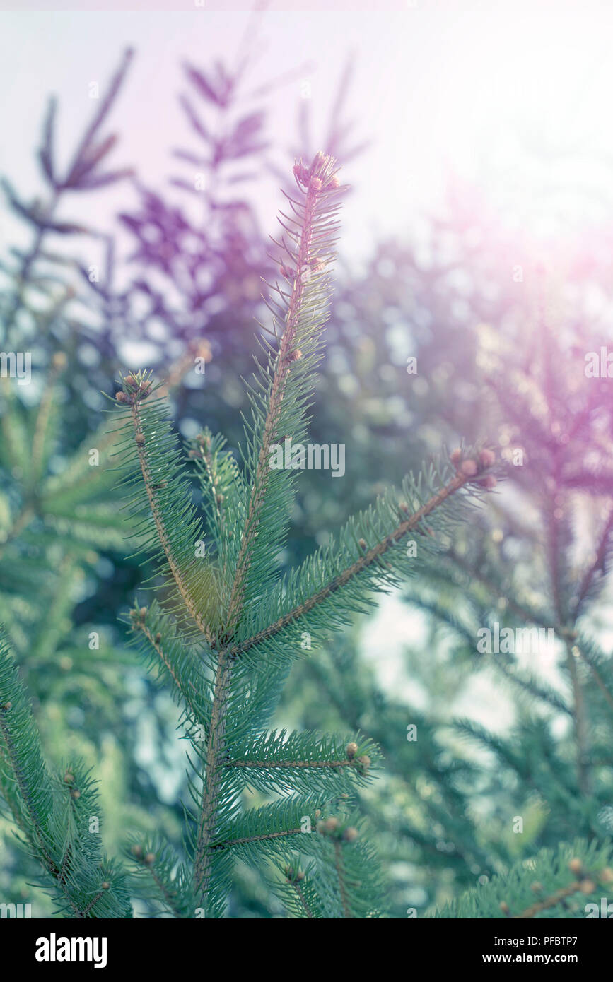 Il surrealismo sfocatura dello sfondo naturale di cedro succursali sul cielo dello sfondo. Albero perenni della natura la saturazione di colore verde Foto Stock