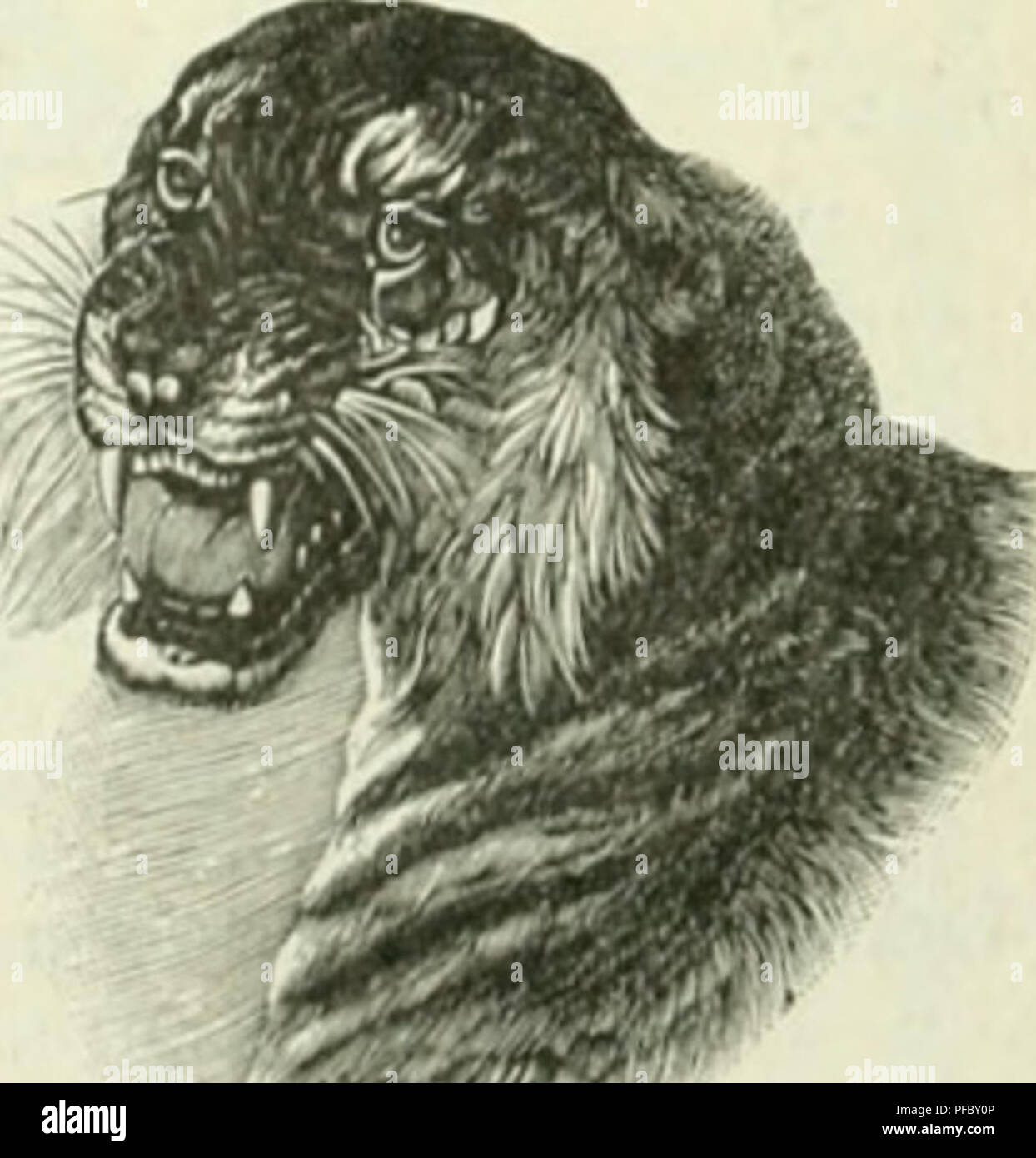 Questa rivista si concentra sull'agricoltura tropicale, in particolare la coltivazione e la gestione di piante e colture tropicali. Esso comprende argomenti quali l'uso di presse idrauliche per l'estrazione dei frutti e la fabbricazione di trappole per animali per intrappolare grandi predatori. Foto Stock