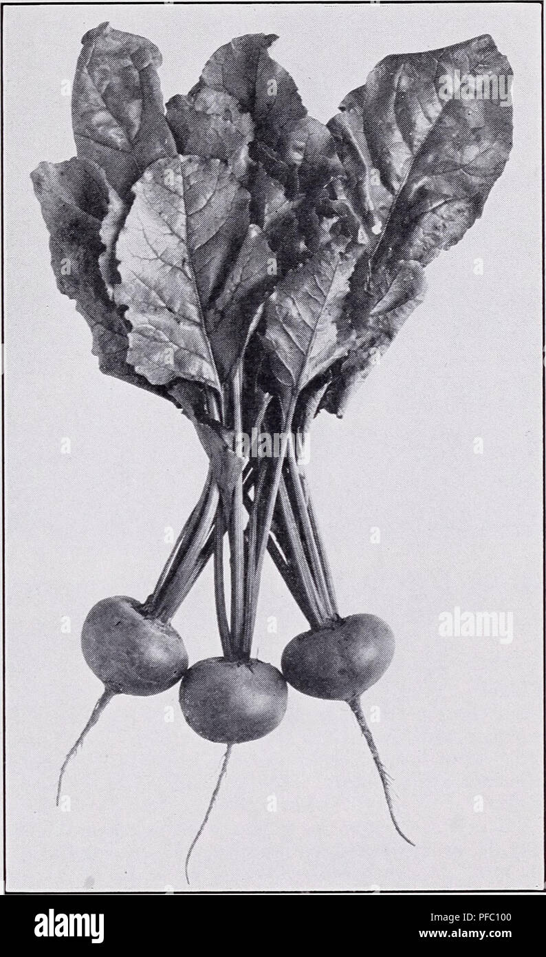 . Catalogo descrittivo delle verdure. Inscatolamento e conservazione le attrezzature e le forniture dei cataloghi; cataloghi commerciali; Vivai (orticoltura) cataloghi; semi di ortaggi cataloghi; semi Cataloghi Cataloghi di frutta; le erbe cataloghi. Gli allevatori e i coltivatori 13. Le piante tipiche di ASGROW meraviglia barbabietole barbabietola nella produzione delle principali varietà di barbabietole abbiamo allevati ceppi provviste di pedigree critici per il giardino del mercato e del commercio di spedizione. Precocità, uniformità di maturità, profondità di colore e piccole e tocca le radici sono caratteristiche di questi stock cresciuto da madre bietole selezionata con cura di discriminazione. Il numero di giorni di mostra Foto Stock