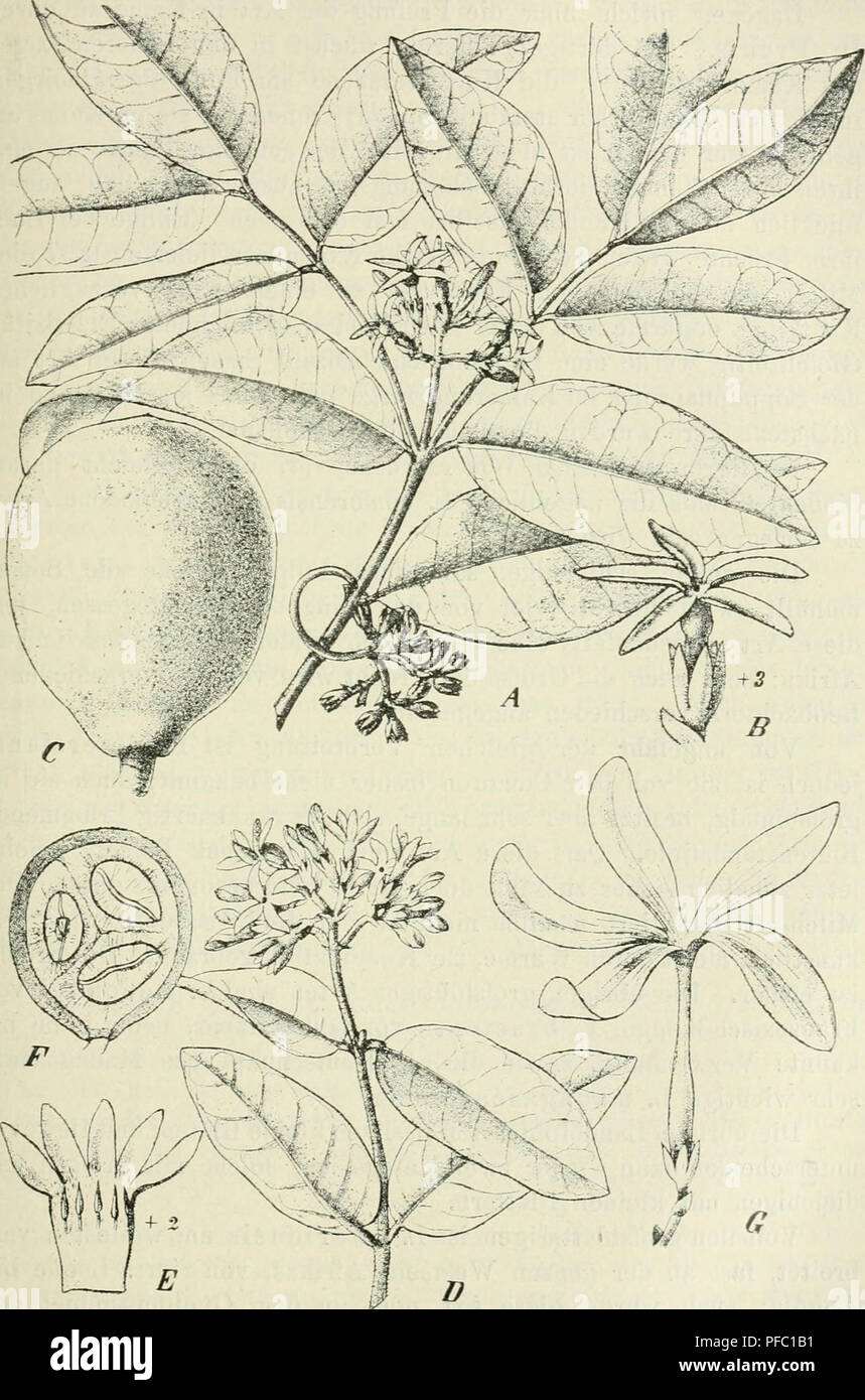 . Der Tropenpflanzer; zeitschrift fr tropische landwirtschaft. Piante tropicali; raccolti tropicali. 311 (dott. Noury - ui Senegambien) sagen, Sie einen liefere inferioren Kautschuk, Lecomte. der ^sie^lin Gabun genau untersucht hat,. Landolphia Kirkii Dy. Un Blütenzweig, B Blüte, C Frucht. Ijandolphia Heudelotii fare. D Blütenzweig, E Blüte, aufgeschnitten, F Frucht im Längsschnitt. G Landolphia florida Benth. Blüte.. Si prega di notare che queste immagini vengono estratte dalla pagina sottoposta a scansione di immagini che possono essere state migliorate digitalmente per la leggibilità - Colorazione e aspetto di queste illustrazioni potrebbero non perfectl Foto Stock