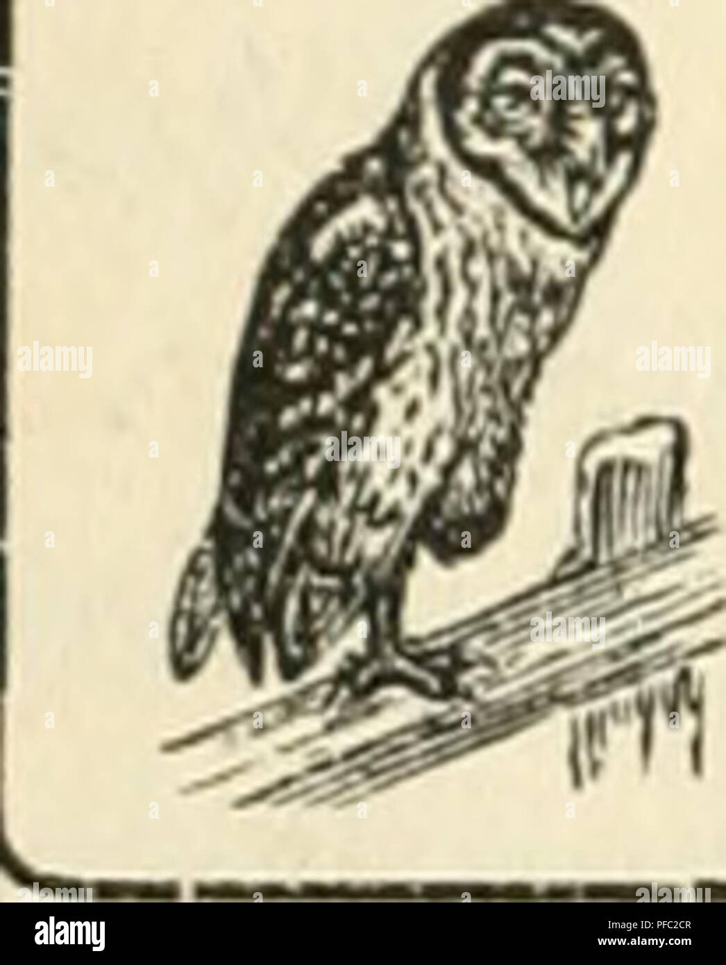 . Der Ornithologische Beobachter. Gli uccelli; uccelli. - 4 - pendente le meme trajet, outre la huppe nous aerei sur le bateau deux serins dont je ne puis vous Tespece disastrose; Tun d'cux devint si apprivoise, que les enfants, pensant pouvoir le pi'ondi-e a la uiain, s'amusaient ä lui donner la chasse, niais il modo contentait, ])OLir echapper un leur poursuites d'Onu i)Ctit vol de duLix un troisiiiötres, apres quoi il revenait se poser sur le pont. Les hirondelles profitaient aussi de notre vaisseau pour voyager sans effoi-t et peadant tout le parcours mediterraneen, il y avait nc qui volaient autour de nous, Foto Stock