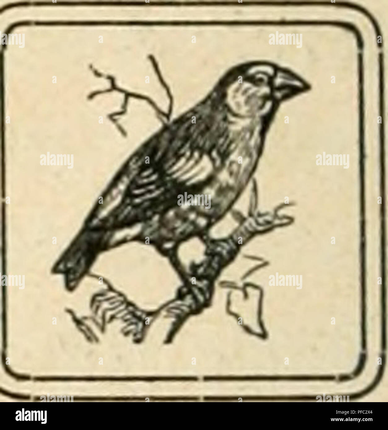 . Der Ornithologische Beobachter. Gli uccelli; uccelli. CHRONIK 1907. Stadtschwalbe (48). In meinem Tagebuche Finde ich für Bern nur wenige Notizen: "Mai 30. Heute vormittag sah ich von der Korn- hausbrücke aus zum erstenmal in diesem Jahr 3 Mehlschwalben tief über der Aare im fliegend Altenberg (letzte Nacht brachte die Aare viel Wasser, così dass sie an den tief Hegenden Quartieren der Stadt über die Ufer trat, così an der Matte und im Altenberg)." am 18. Agosto flogen beim Scheibenstand auf dem Wyler-Bern ca. 12 Mehlschwalben; am 19. erhielt ich ein verhungertes junges esemplare. - Die Mehlschwalbe Foto Stock