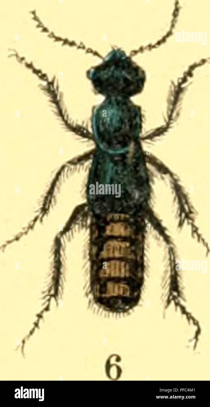 . Der Käferfreund. Praktische Unleitung zum Sammeln und Bestimmen der Käfer. Coleotteri. . Si prega di notare che queste immagini vengono estratte dalla pagina sottoposta a scansione di immagini che possono essere state migliorate digitalmente per la leggibilità - Colorazione e aspetto di queste illustrazioni potrebbero non perfettamente assomigliano al lavoro originale. Fleischer, H. Stuttgart, W. Nitzschke Foto Stock