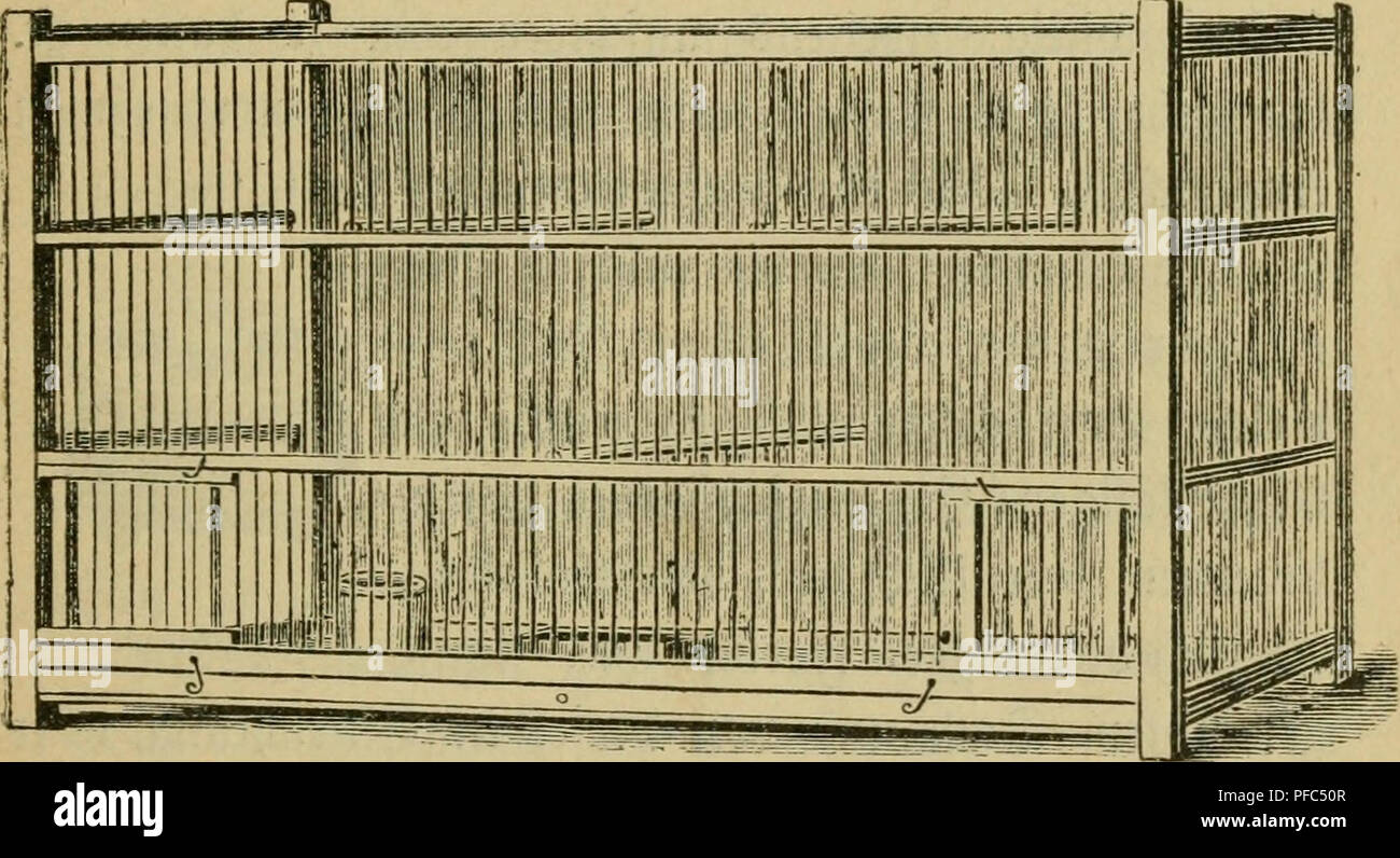 . Der Kanarienvogel; seine Naturgeschichte, Pflege und Zucht. Canarie. 93 3)te ^n&amp;jt Kanarienvogels beg in einer .^ftnoOcrfe, befte^enb in einem §al)n nnb 3-5 SBeibd^en, essere= treibt man entraeber in einem nebbia. Kiftenfäfig ober metà^ im geiDÖ^nlic^en ^ot^^.^^ecfbaner. ®un§ letztere fe^en mir am ^dufigften alg Äanarien^ecfbaner; f. 3LBB. 21) eä ift 95 cm lang, 48 cm tief, 55 cm ^od), Colpo d^türfroanb ift au§ Brettern, ebenfo ber guß=. 9166. 21. Stananen=^ecI6aiier. boben nnb über ein bemfelben ©d)ubbrett, melc^eä nebft ben beiben 3:nren in ber allereinfad^ften SBeife bnrc^ frnmme ^ra^t^afen g Foto Stock