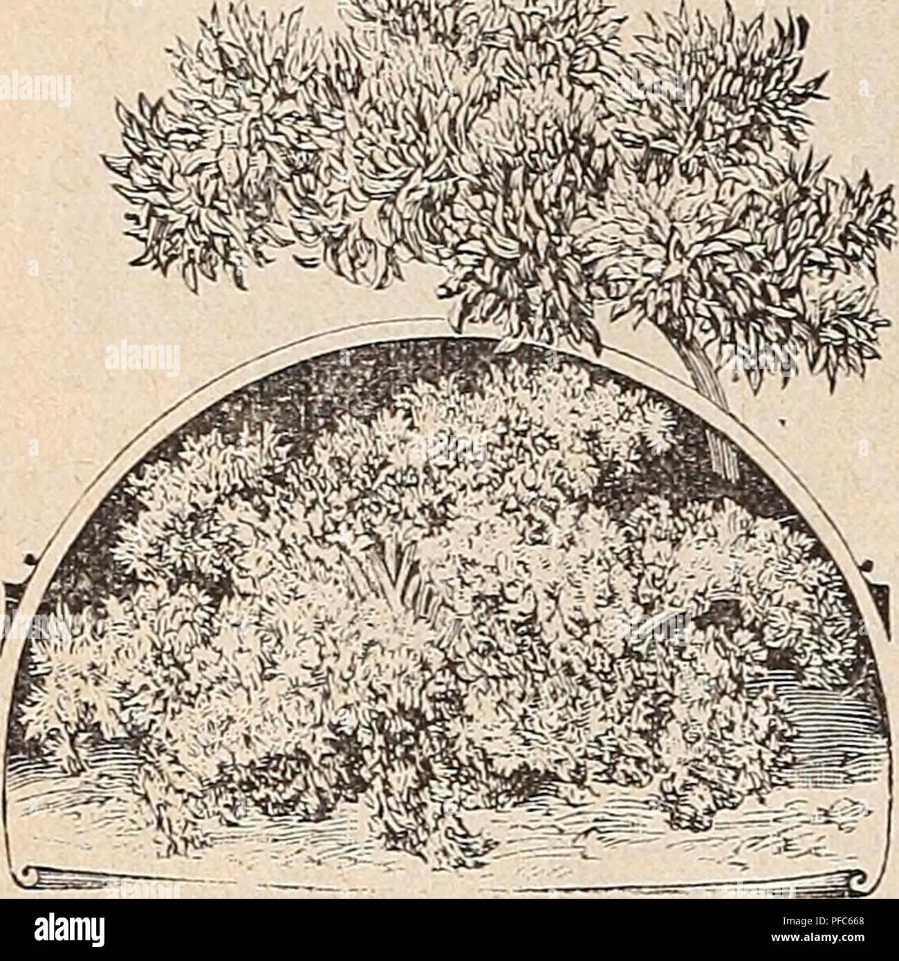 . Catalogo descrittivo di alto grado i semi di alberi da frutta da vivaio e fiori. Vivai (orticoltura) Tennessee Memphis cataloghi; vivaio Tennessee Memphis cataloghi; fiori Tennessee Memphis cataloghi; Verdure Tennessee Memphis cataloghi; frutta Memphis Tennessee cataloghi; GIARDINAGGIO Tennessee Memphis attrezzature e assistenza. 40 OTTO SCHWILL &AMP; CO., SEEDSMEN, Memphis, TENN., stabilito 1869. Il prezzemolo. Uno oncia seminato 150 piedi del trapano. La cultura. Seminare presto in primavera a trapani un piede oltre. Il seme germina molto lentamente, e alcuni'ime due o tre settimane sarà trascorrere prima che il pl Foto Stock