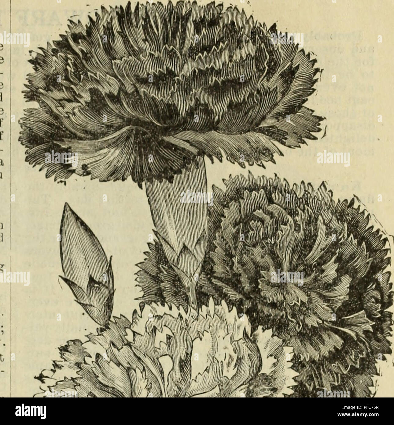 Questo catalogo del Texas presenta una varietà di piante, tra cui garofani e altre piante da fiore. I garofani sono noti per la loro durezza nei climi del Texas, che prosperano con la minima cura. Il catalogo fornisce indicazioni sulla piantagione e la cura di vari alberi, fiori e verdure nella regione. Foto Stock