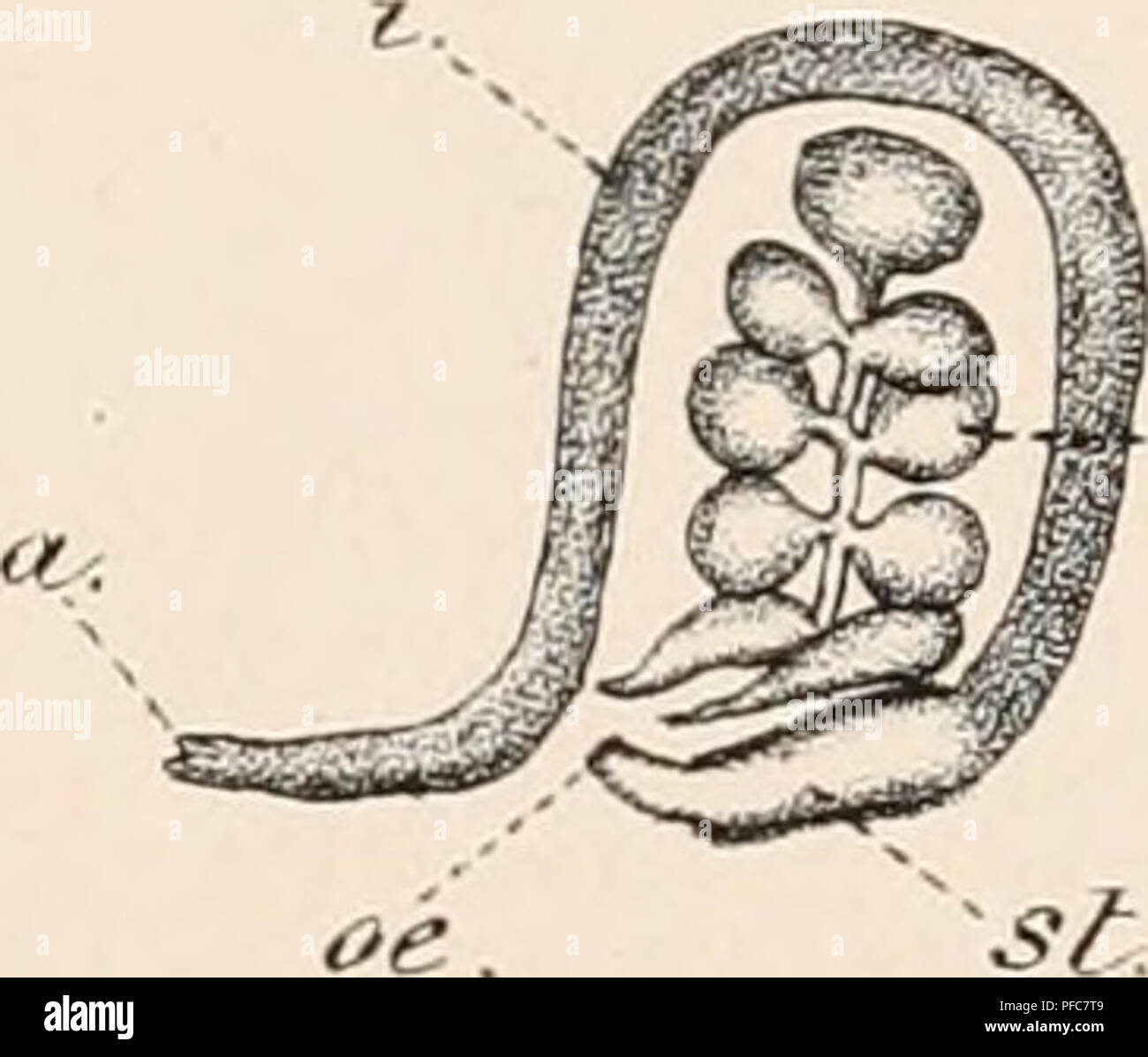 . Catalogo descrittivo della Tunicata nel Museo Australiano, Sydney, N.S.W. Tunicata. Fig. 9. Fig. 10.. Si prega di notare che queste immagini vengono estratte dalla pagina sottoposta a scansione di immagini che possono essere state migliorate digitalmente per la leggibilità - Colorazione e aspetto di queste illustrazioni potrebbero non perfettamente assomigliano al lavoro originale. Museo Australiano; Herdman, W. A. (William Abbott), Sir, 1858-1924. Liverpool, T. Dobb &AMP; co. Foto Stock