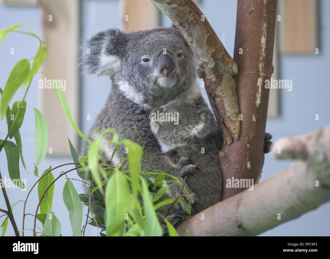 Nanjin, Nanjin, Cina. 21 Ago, 2018. Nanjing, Cina-Koala può essere visto alla Hongshan Zoo Foresta in Nanjing East cinese della provincia di Jiangsu. Credito: SIPA Asia/ZUMA filo/Alamy Live News Foto Stock