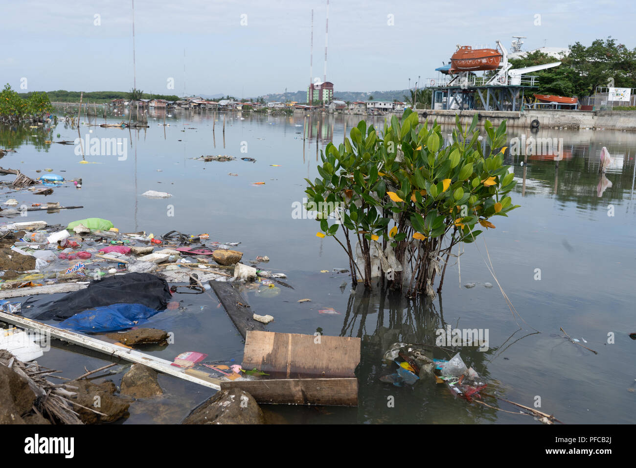 Cebu City, Filippine. 21 Agosto 2018.Un piccolo albero di mangrovie con plastica fonde entro i suoi rami, circondato da scartare spazzatura abitualmente gettato in un torrente che sbocca nel mare,Cebu City.Credit: Globalimages101/Alamy Live News Foto Stock