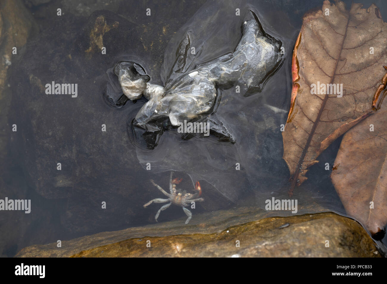 Cebu City, Filippine. 21 Agosto 2018.Un granchio morto giace capovolto al fianco di un pezzo di plastica,che insieme con tutti i tipi di rifiuti domestici,è abitualmente gettato in un torrente che sbocca nel mare Credito: Globalimages101/Alamy Live News Foto Stock